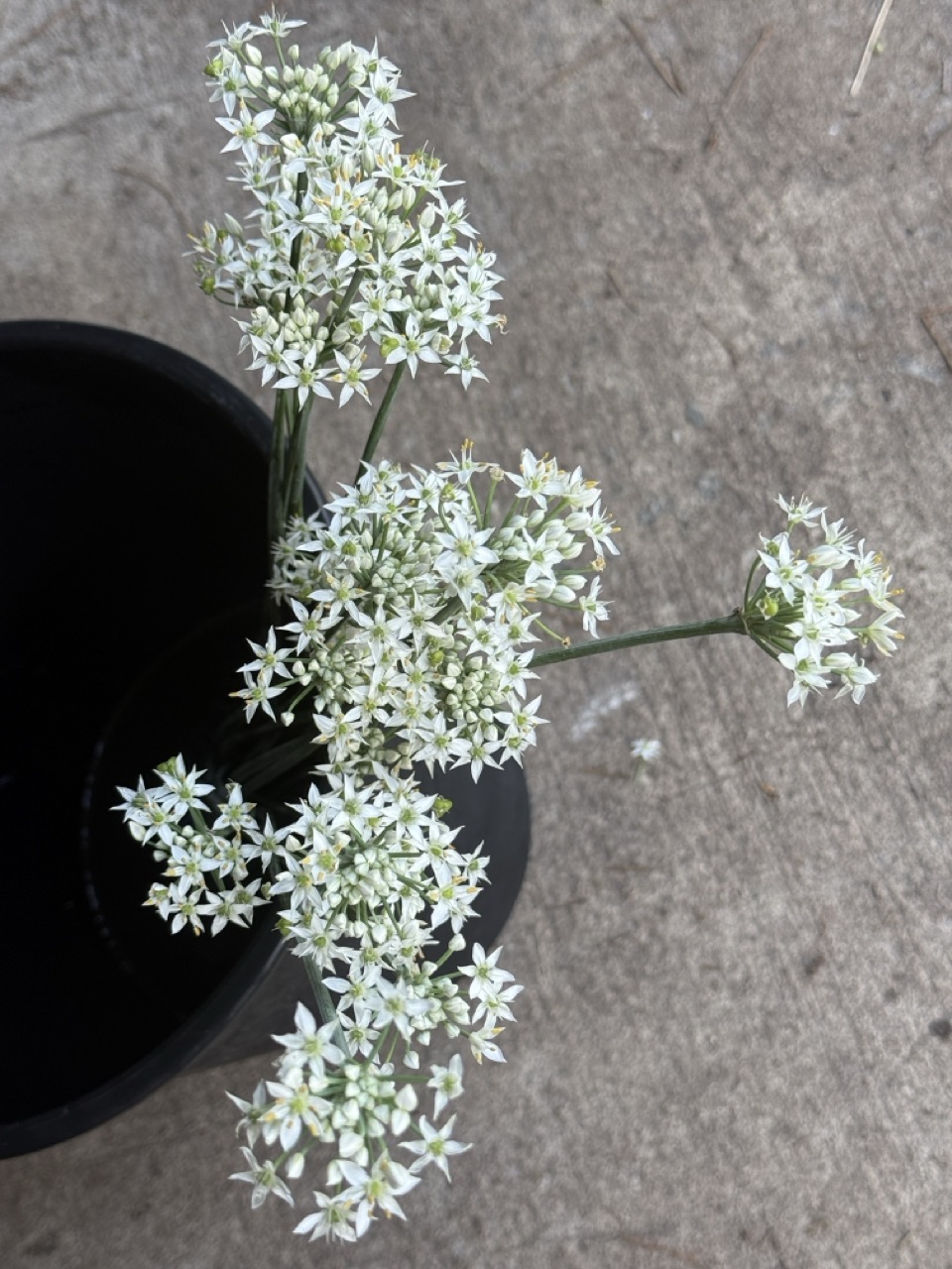 ALLIUM tuberosum