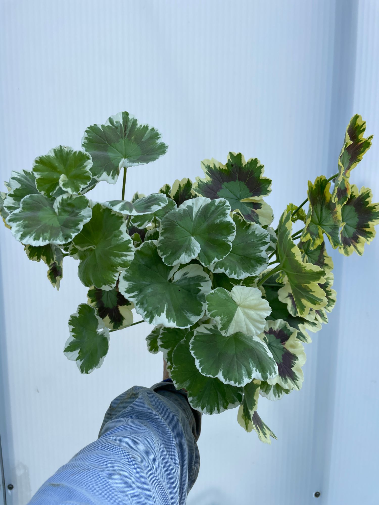 PELARGONIUM x hortorum
