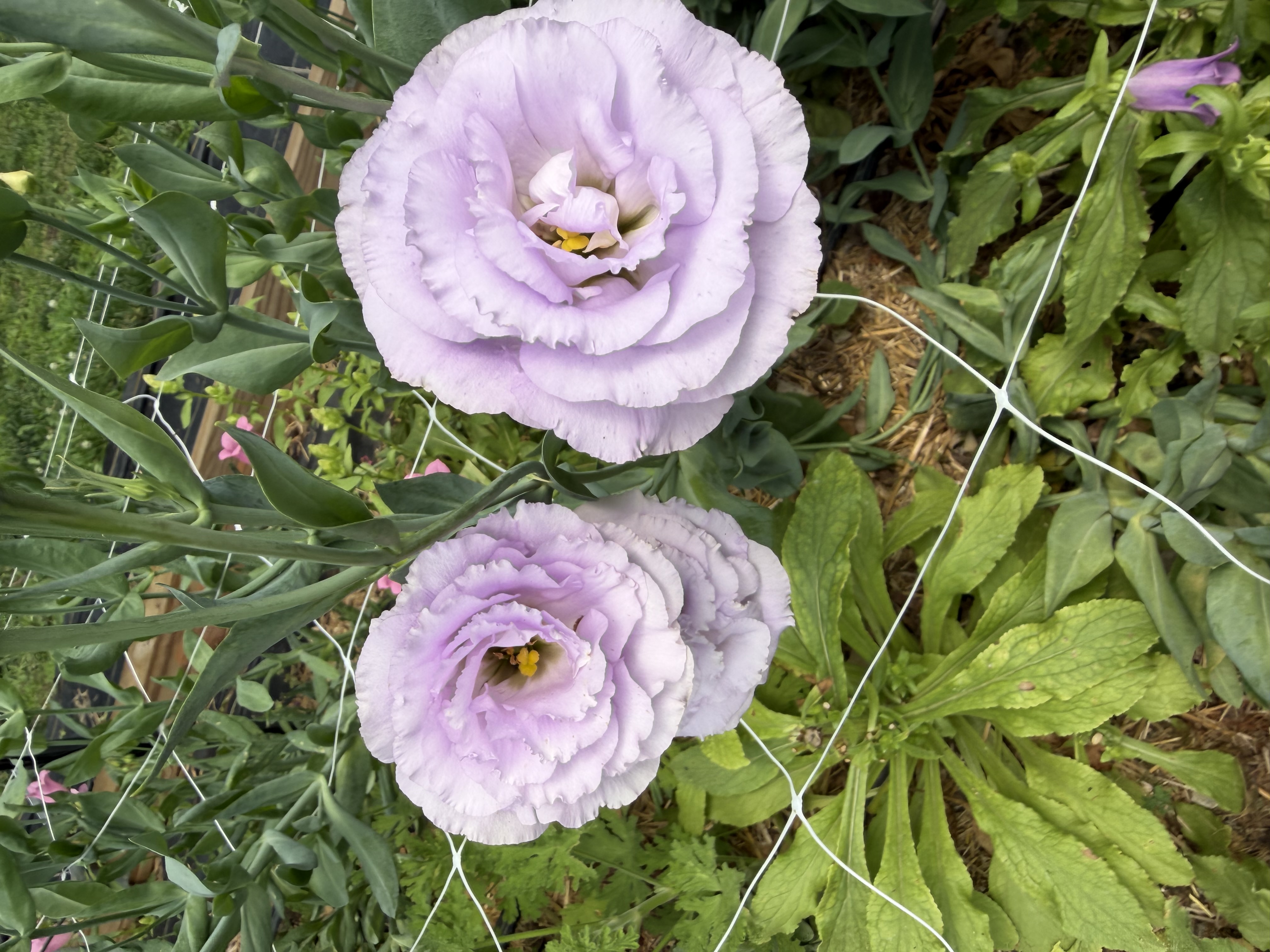 EUSTOMA grandiflorum Echo