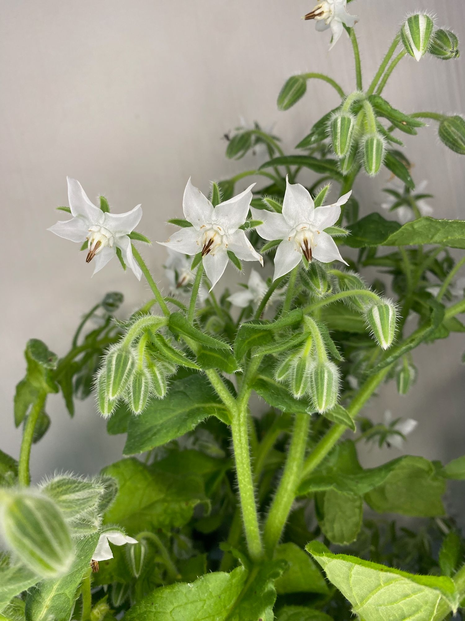 BORAGO officinalis Alba