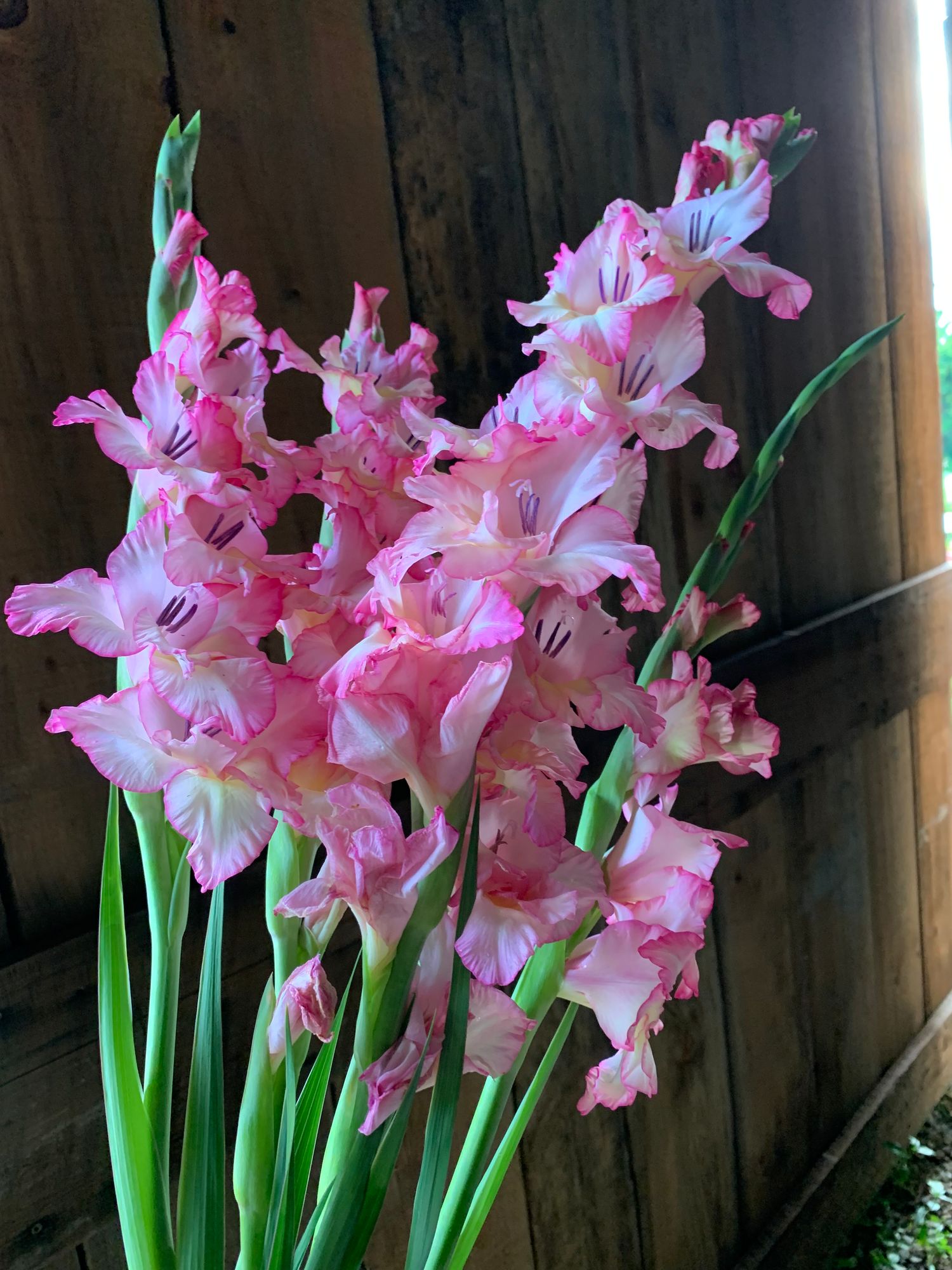 GLADIOLUS communis