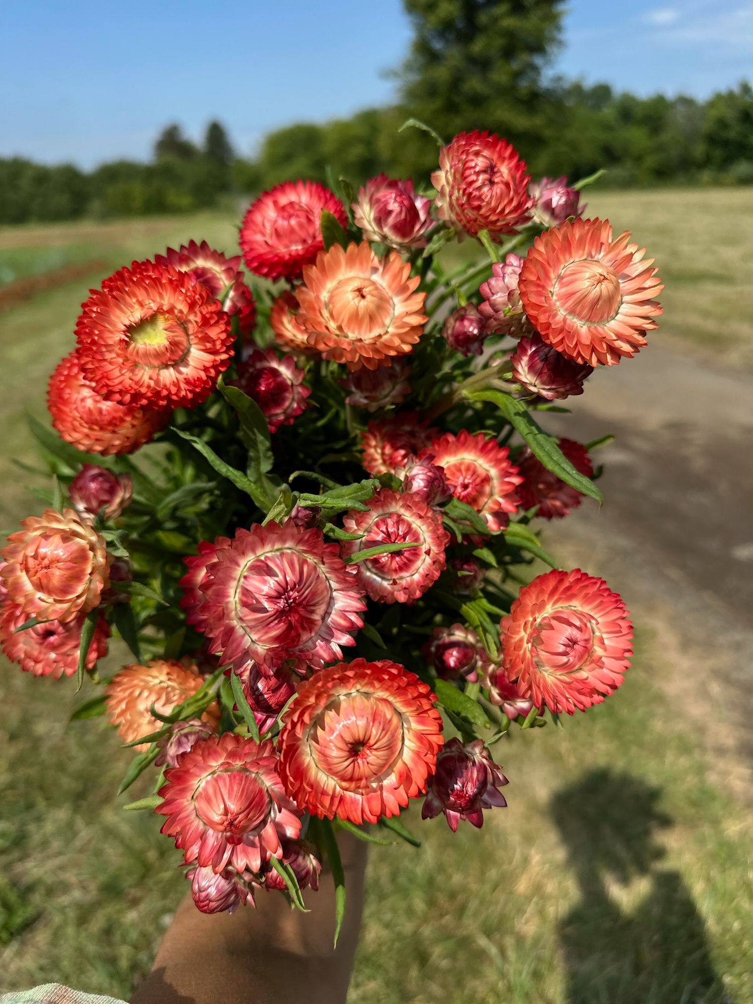 XEROCHRYSUM bracteatum Apricot Peach