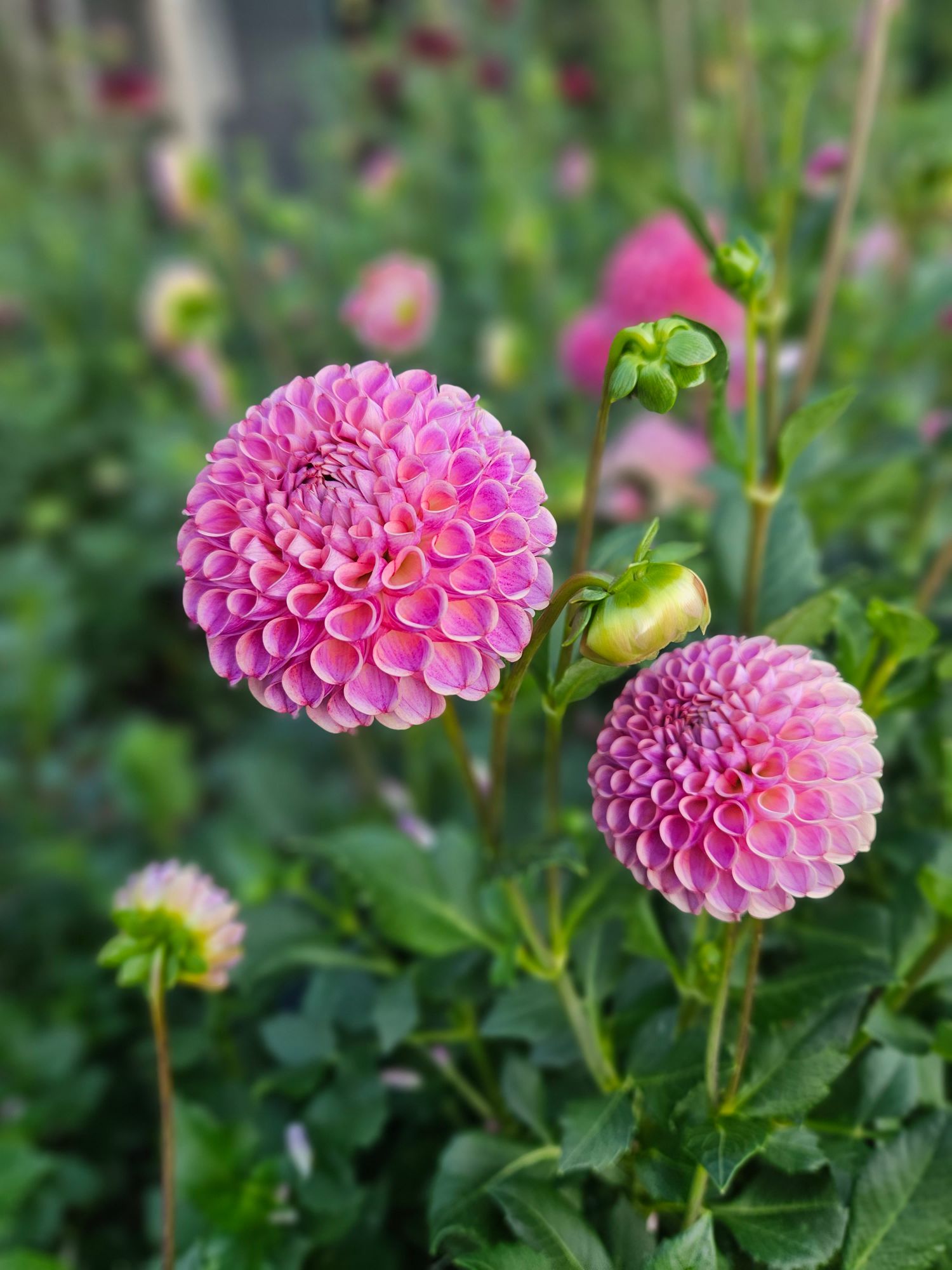 DAHLIA Caitlins Joy
