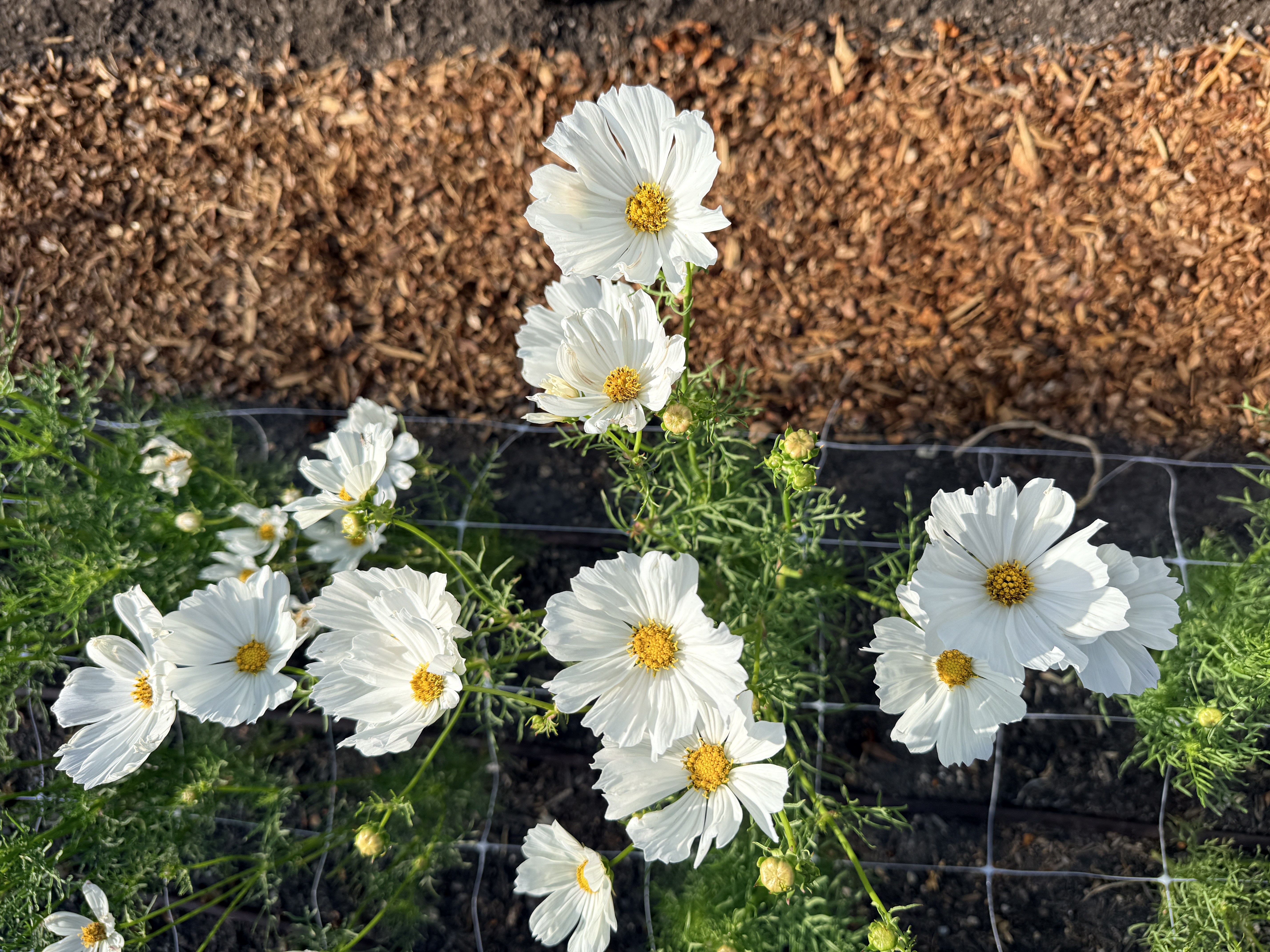 COSMOS bipinnatus Afternoon White
