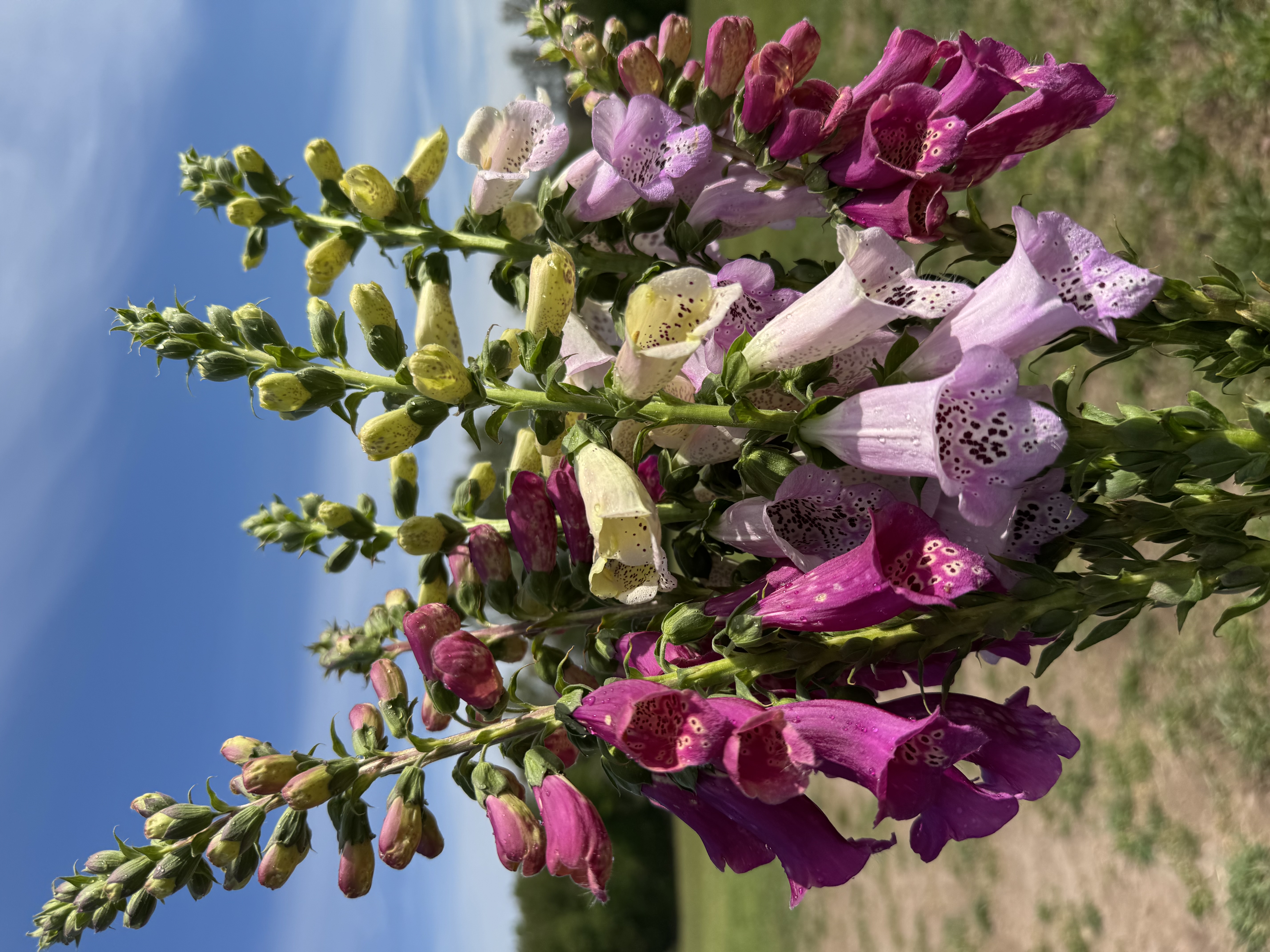DIGITALIS ambigua