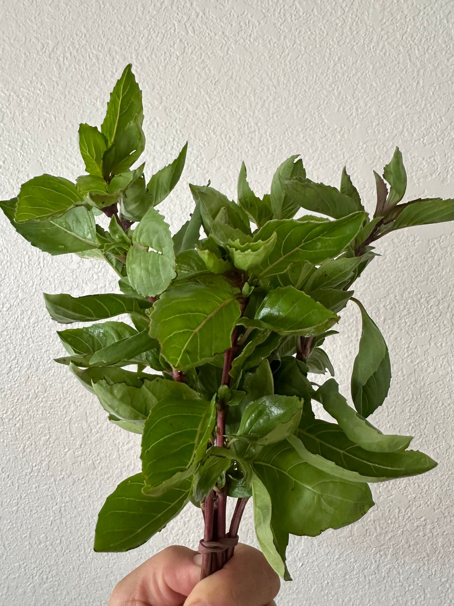 OCIMUM basilicum Cardinal
