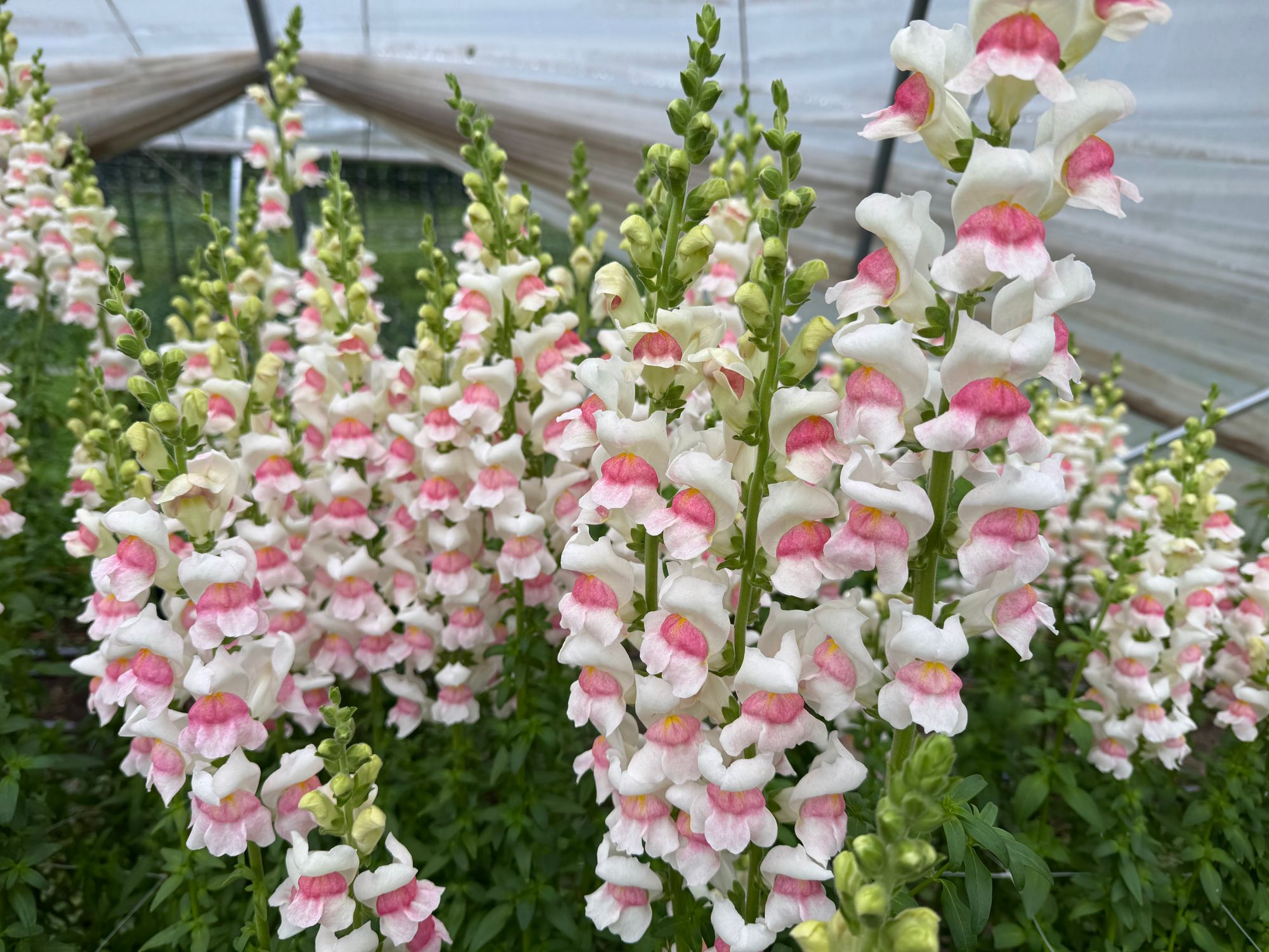 ANTIRRHINUM majus