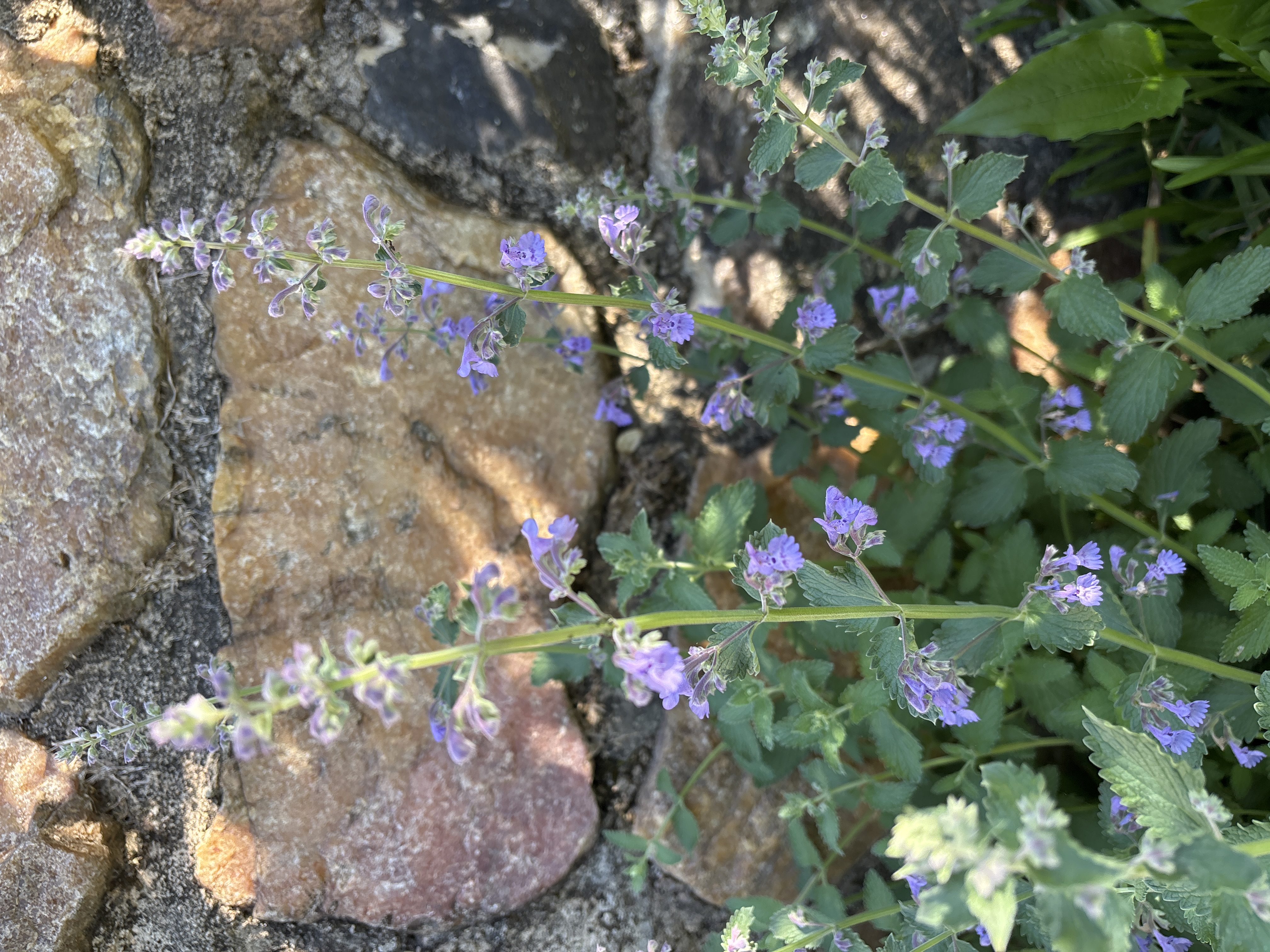 NEPETA cataria