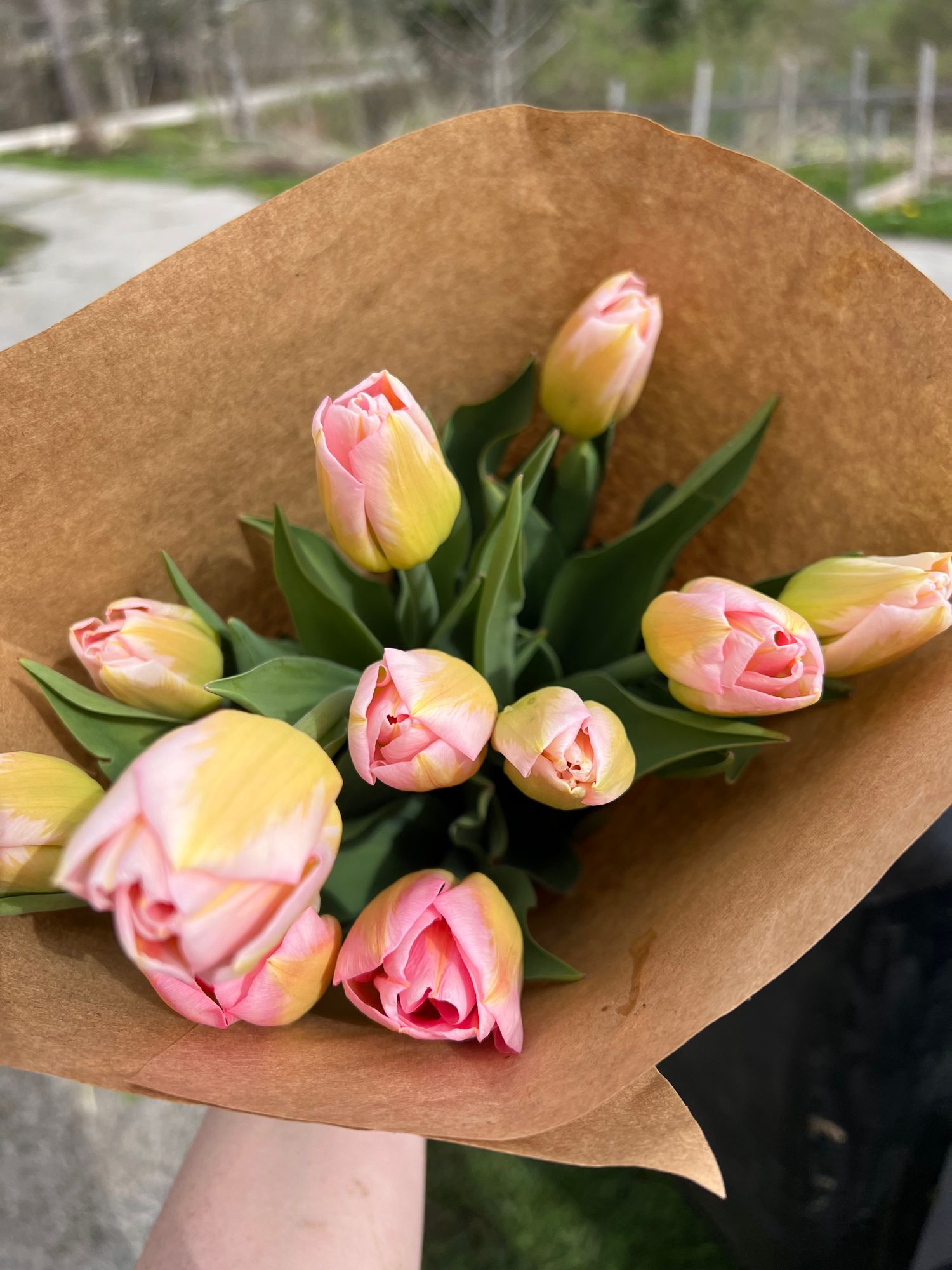 TULIPA Tom Pounce