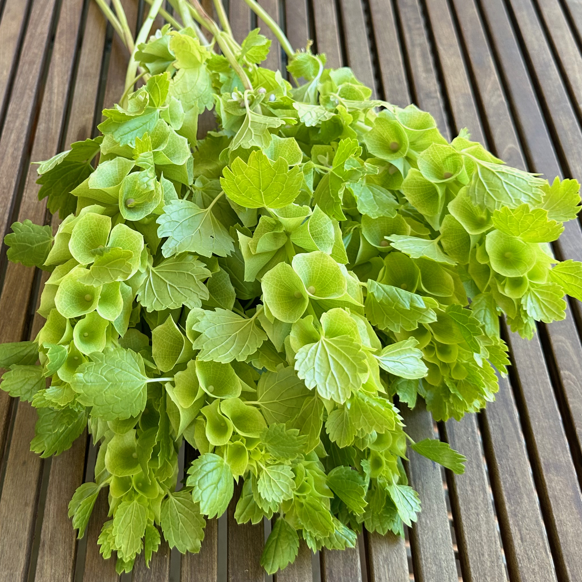 MOLUCCELLA laevis