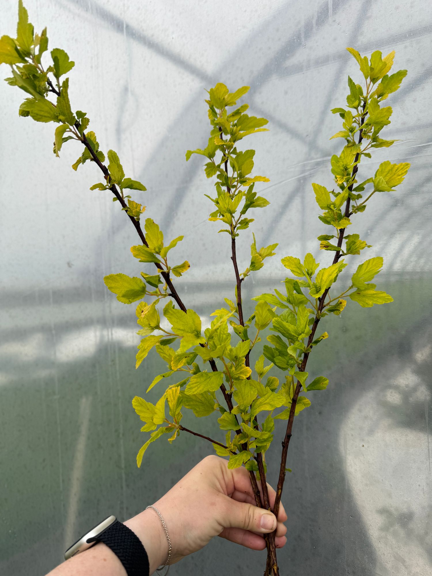 PHYSOCARPUS opulifolius Lemon Candy