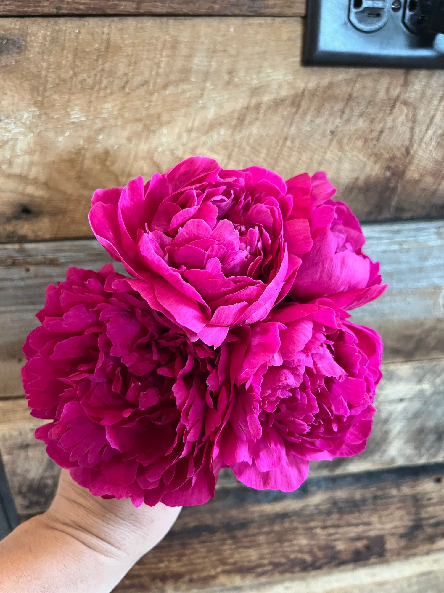 PAEONIA lactiflora Kansas