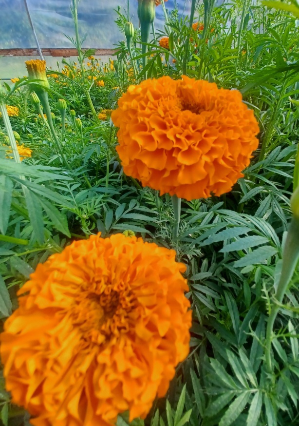 TAGETES erecta
