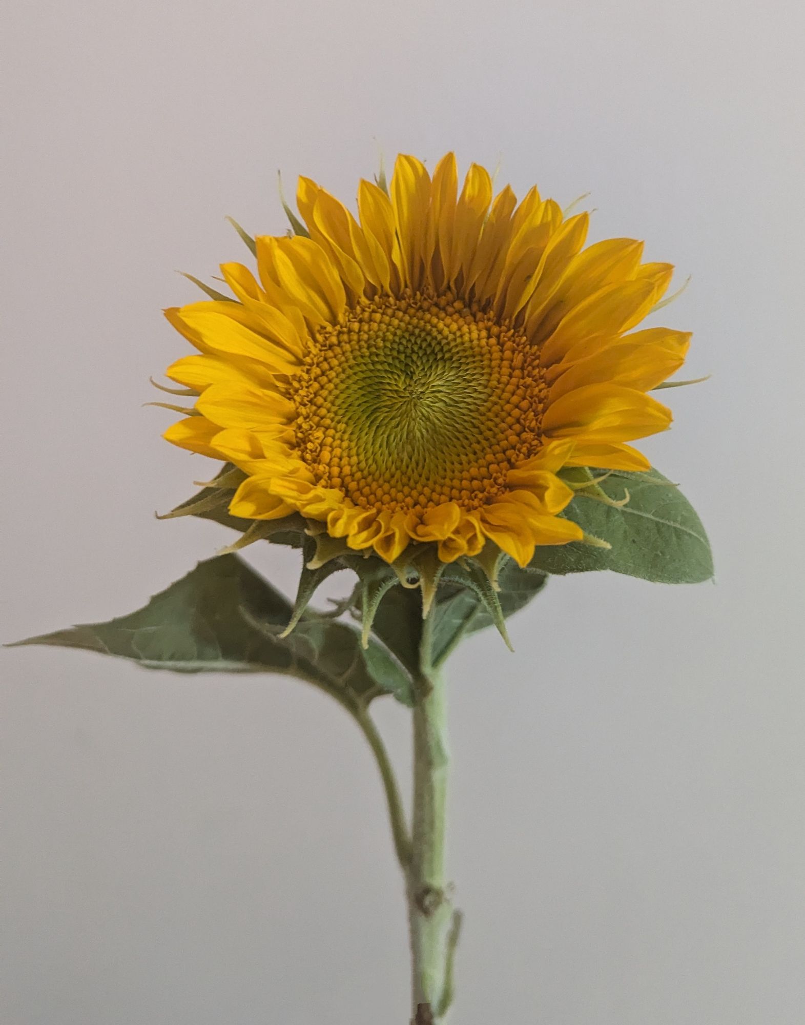 HELIANTHUS annuus Sunrich