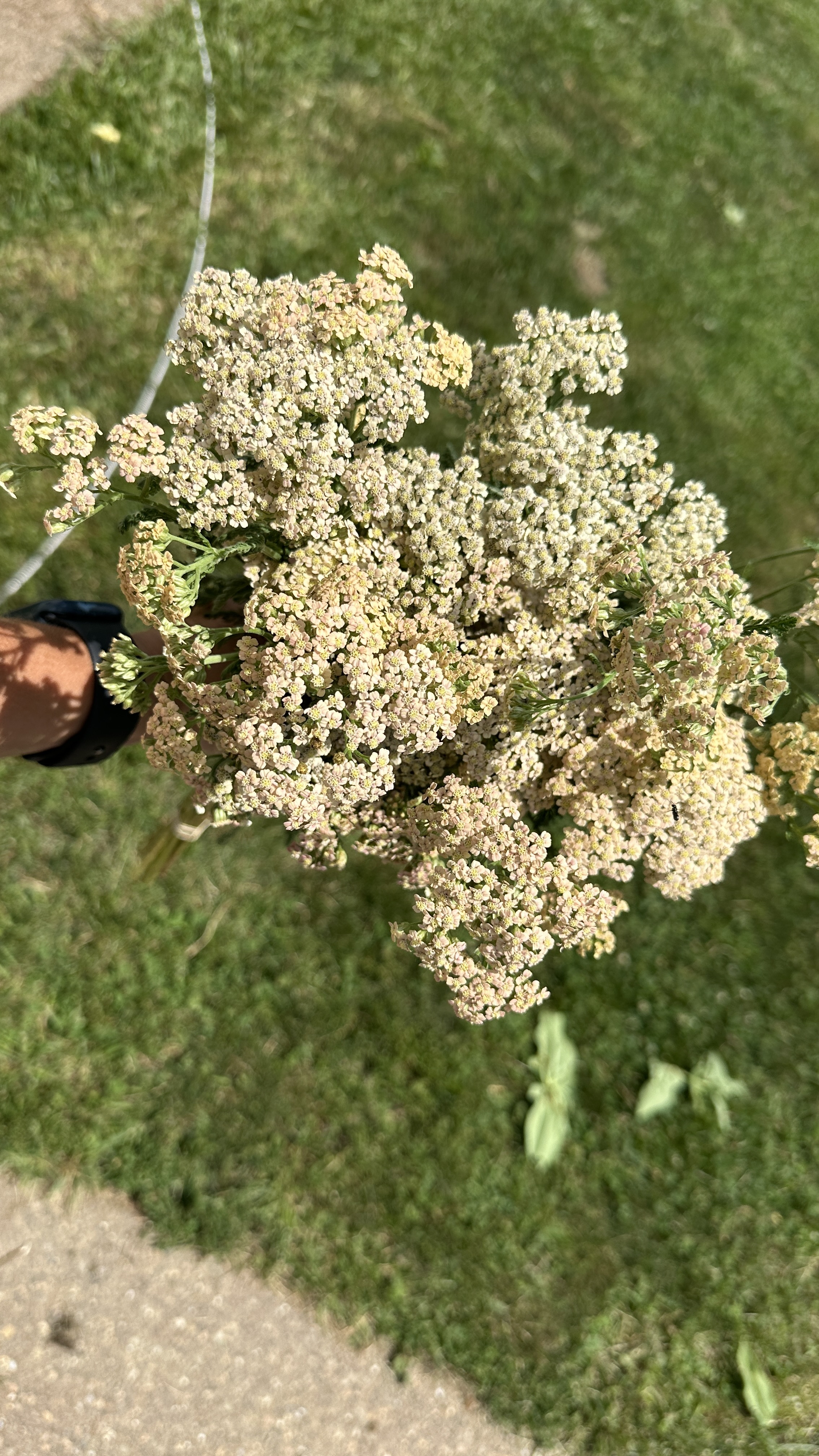 ACHILLEA millefolium