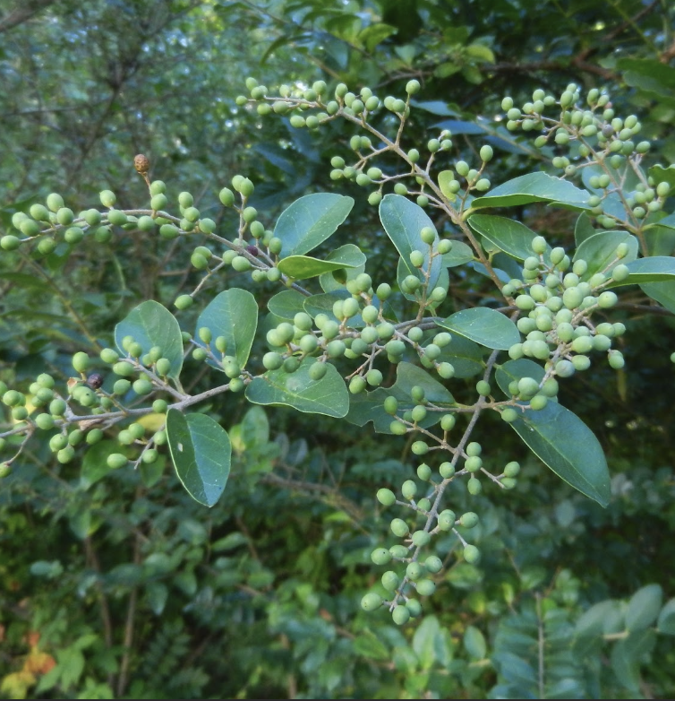 LIGUSTRUM