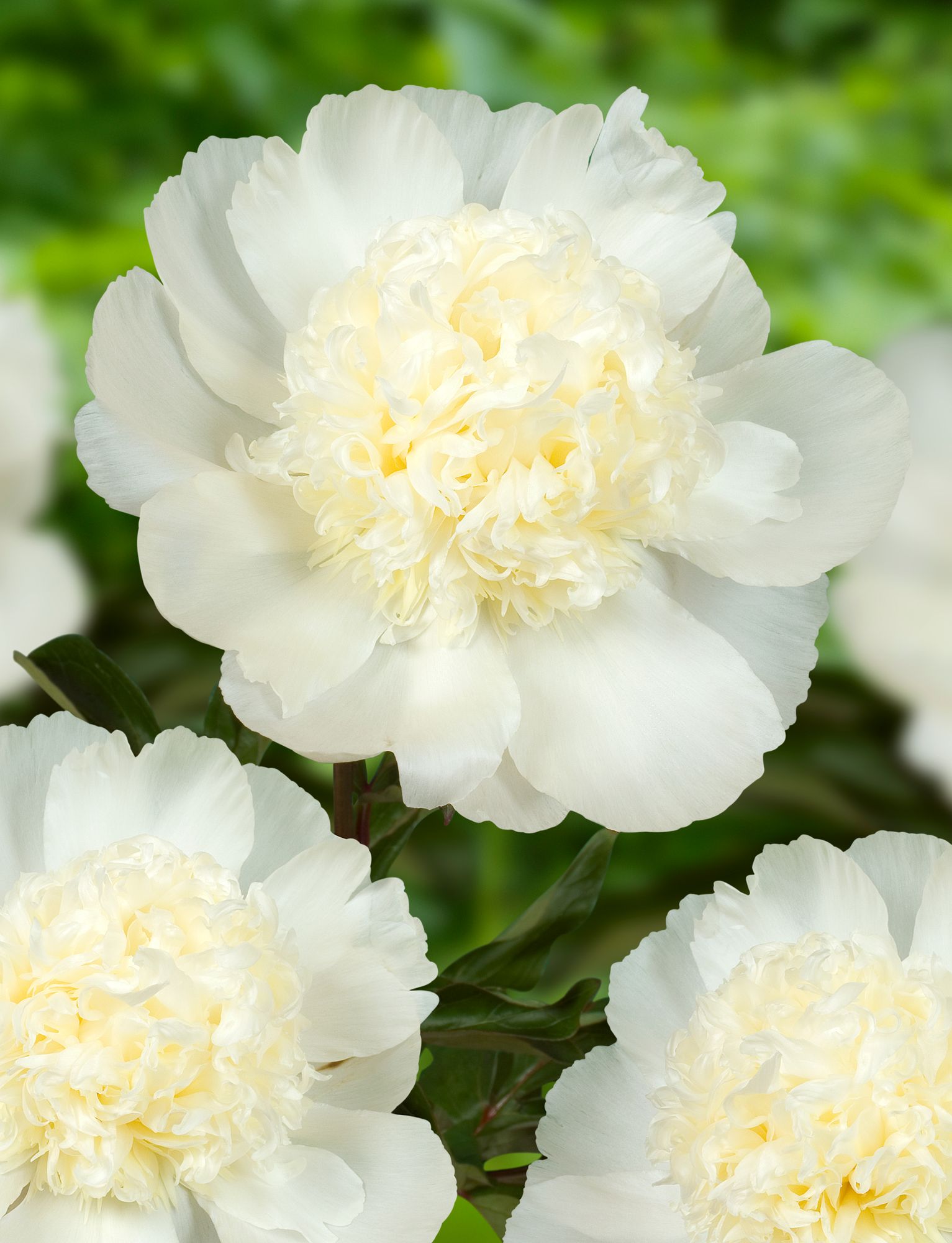 PAEONIA lactiflora Charlie's White