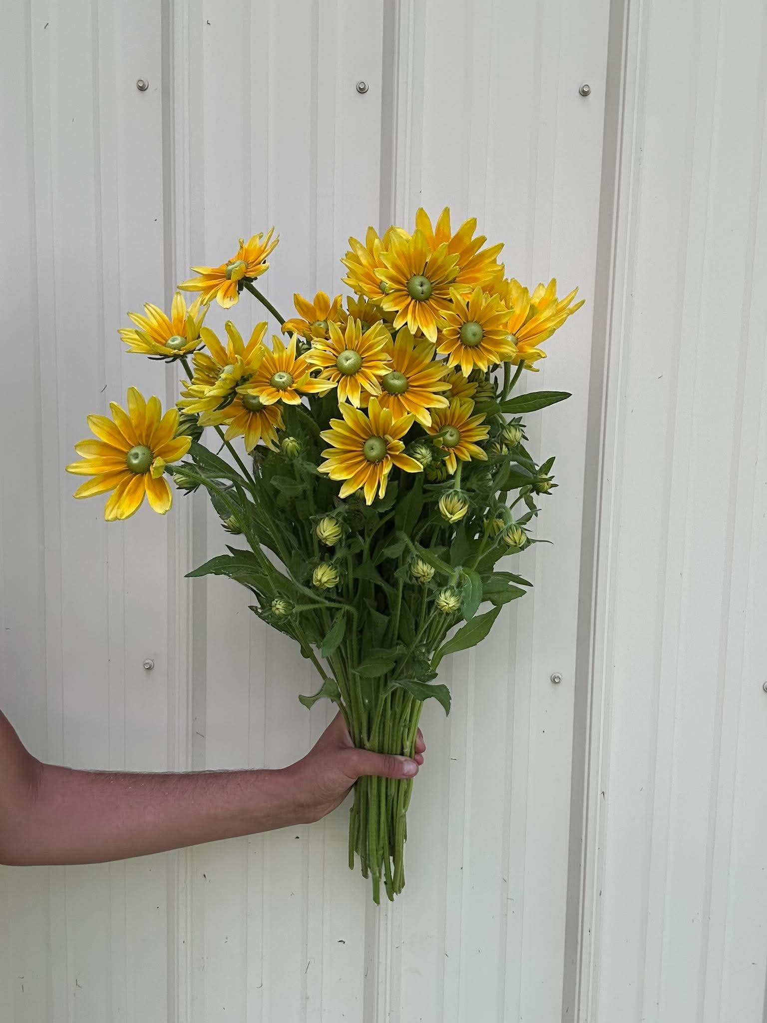 RUDBECKIA hirta Prairie Sun