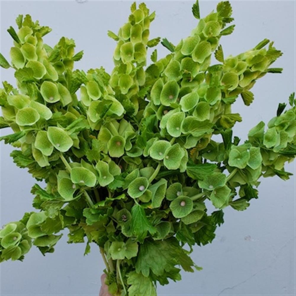 MOLUCCELLA laevis
