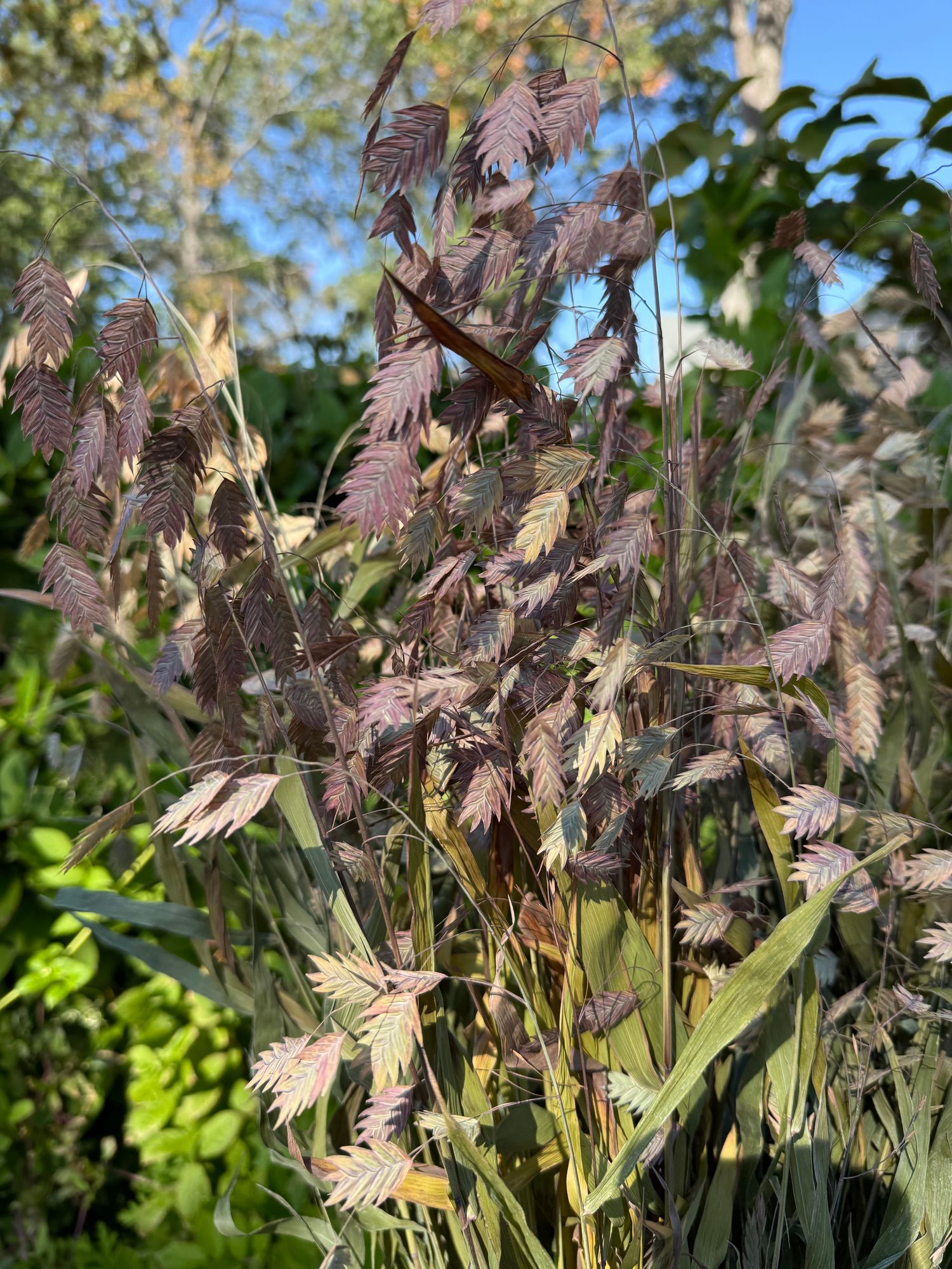 CHASMANTHIUM latifolium