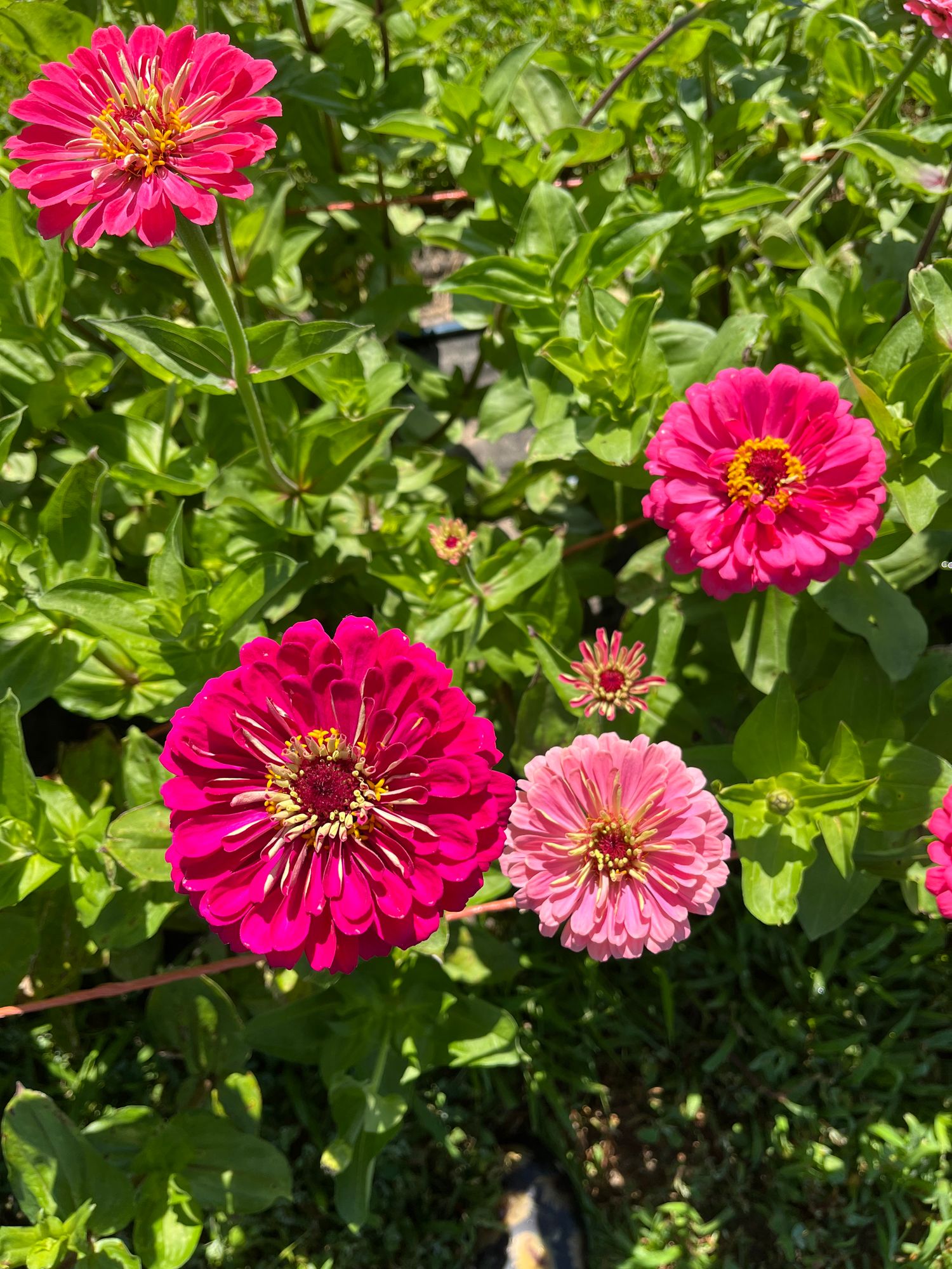ZINNIA elegans Burpeeana Giant