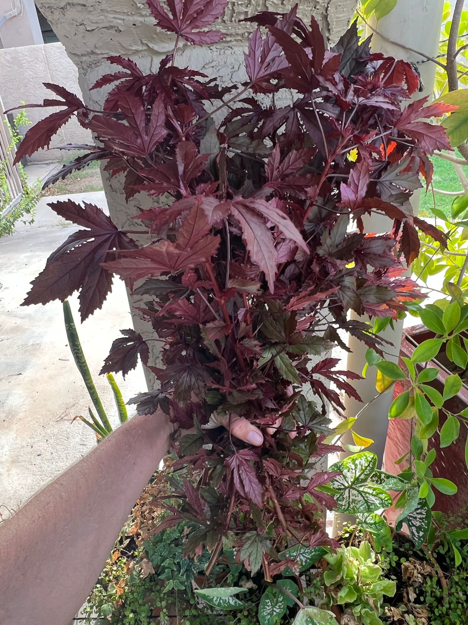 HIBISCUS acetosella