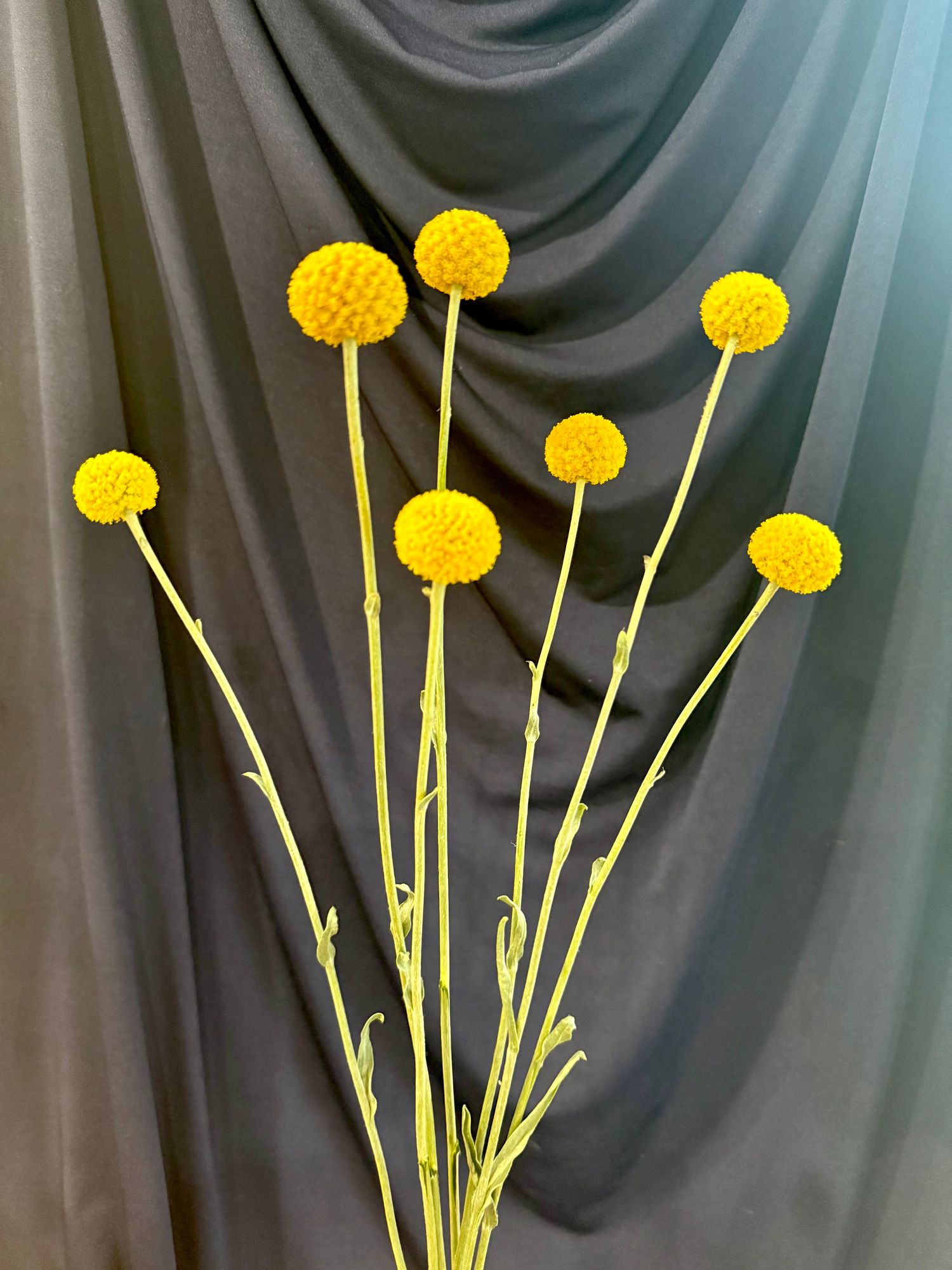 CRASPEDIA globosa Sun Ball