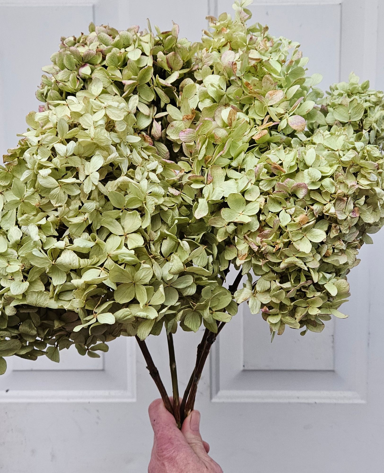HYDRANGEA paniculata