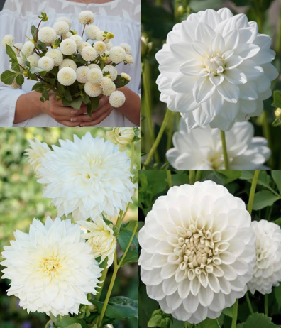 DAHLIA