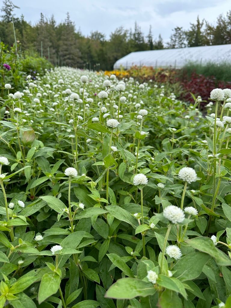 GOMPHRENA globosa Audray