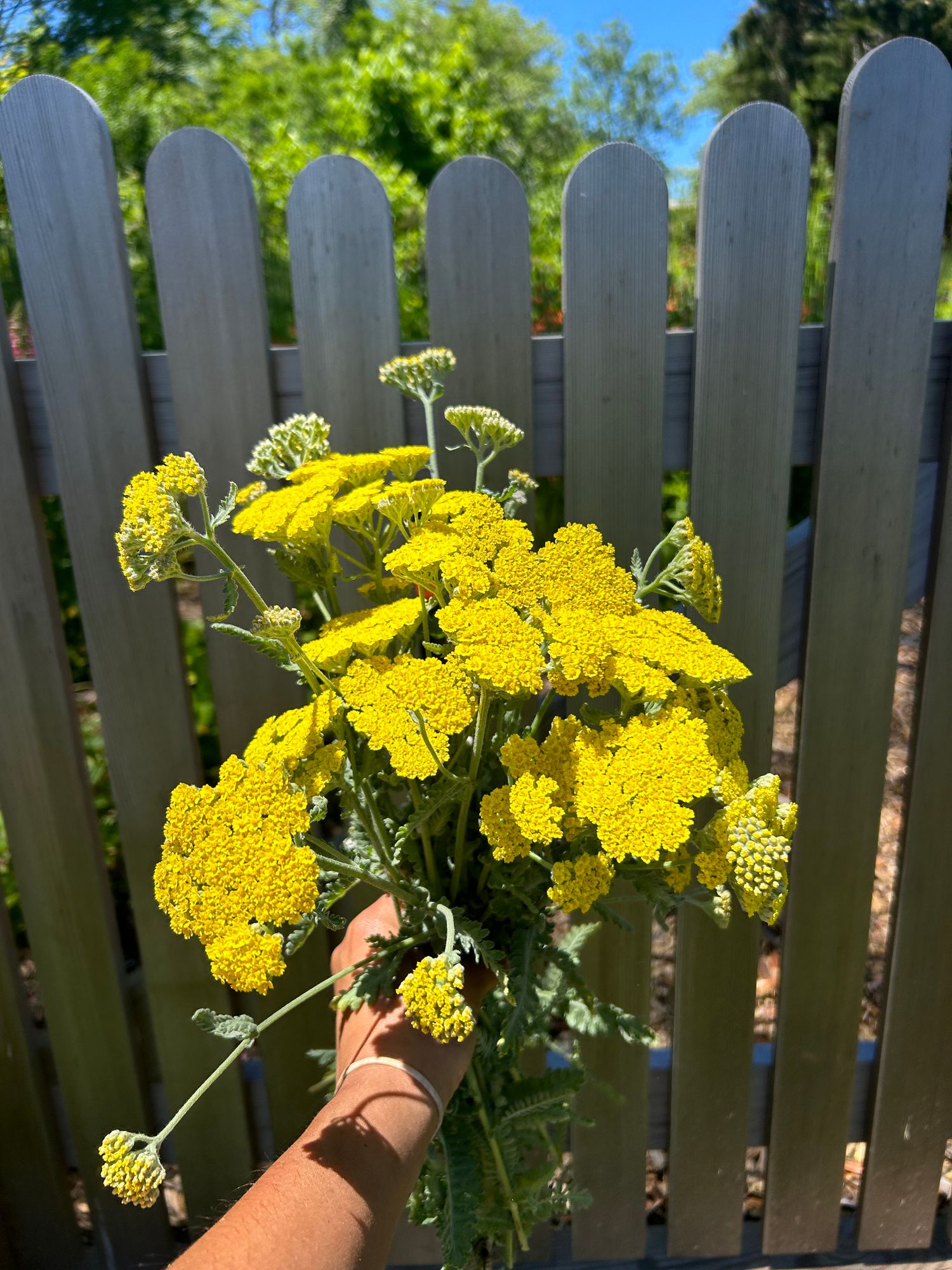 ACHILLEA clypeolata x 'Taygetea' Moonshine