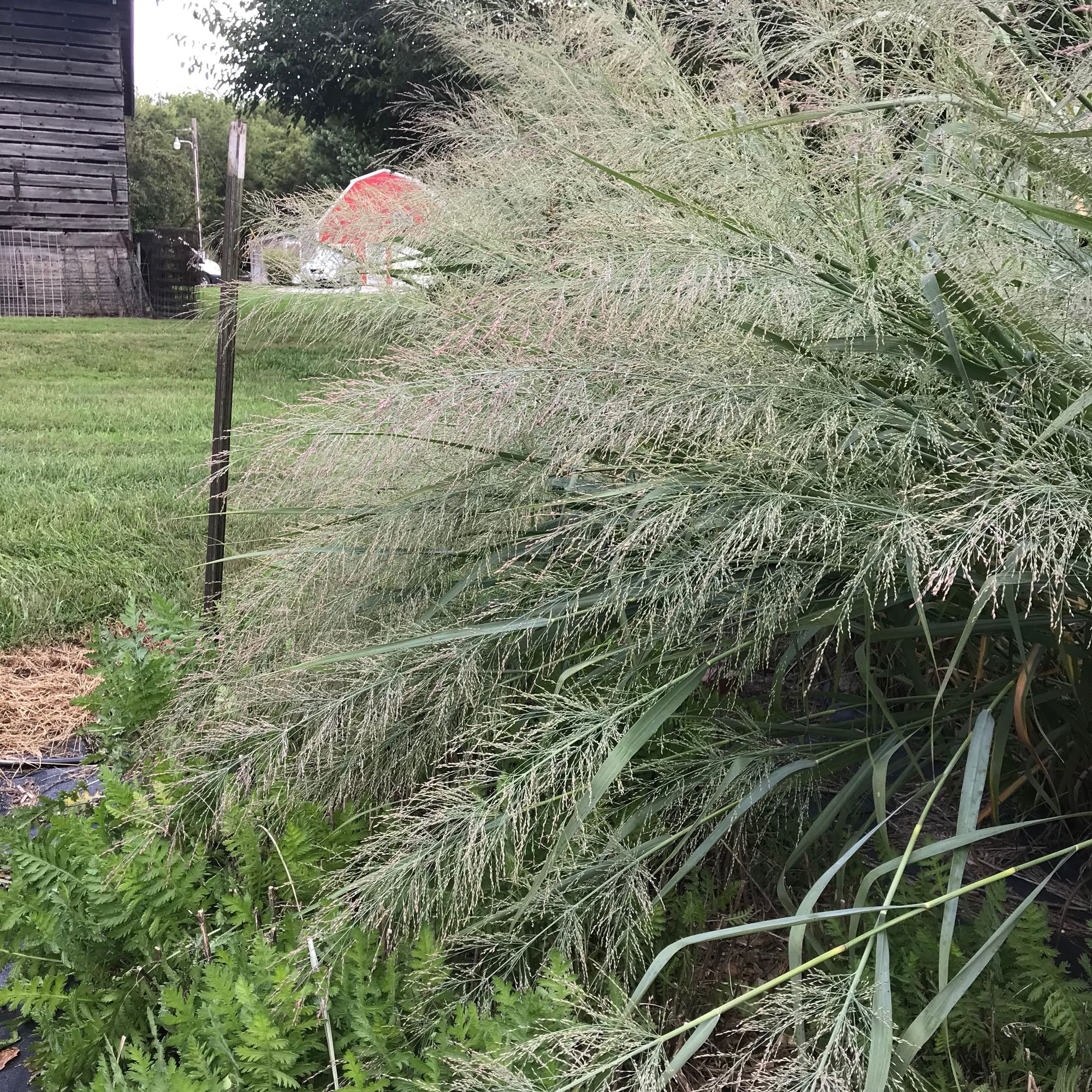 PANICUM virgatum Dallas Blues