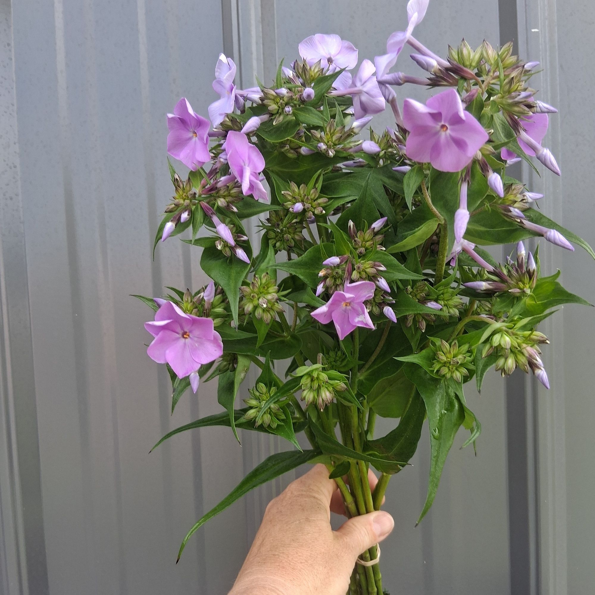 PHLOX x Fashionably Early