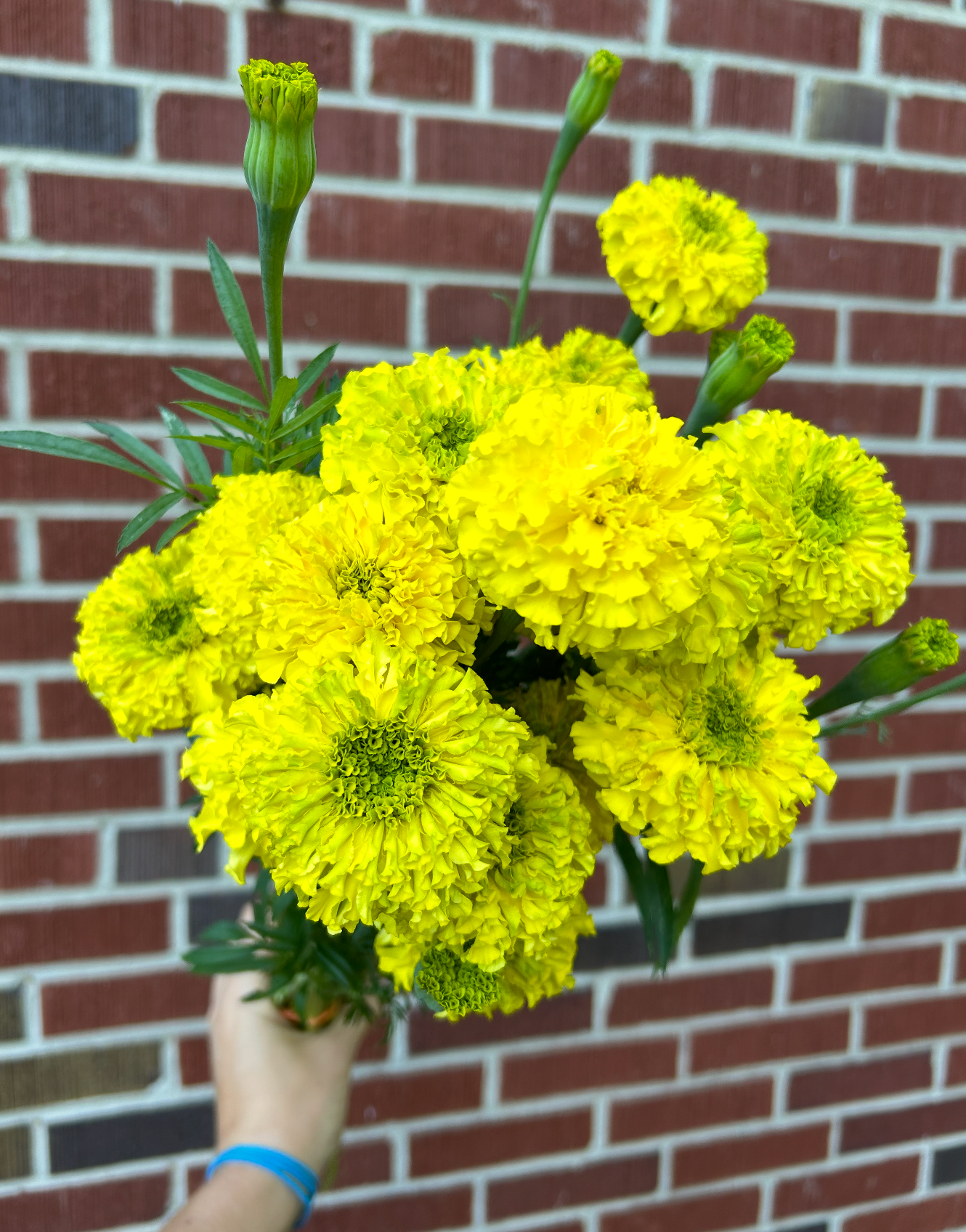 TAGETES erecta Chedi Yellow