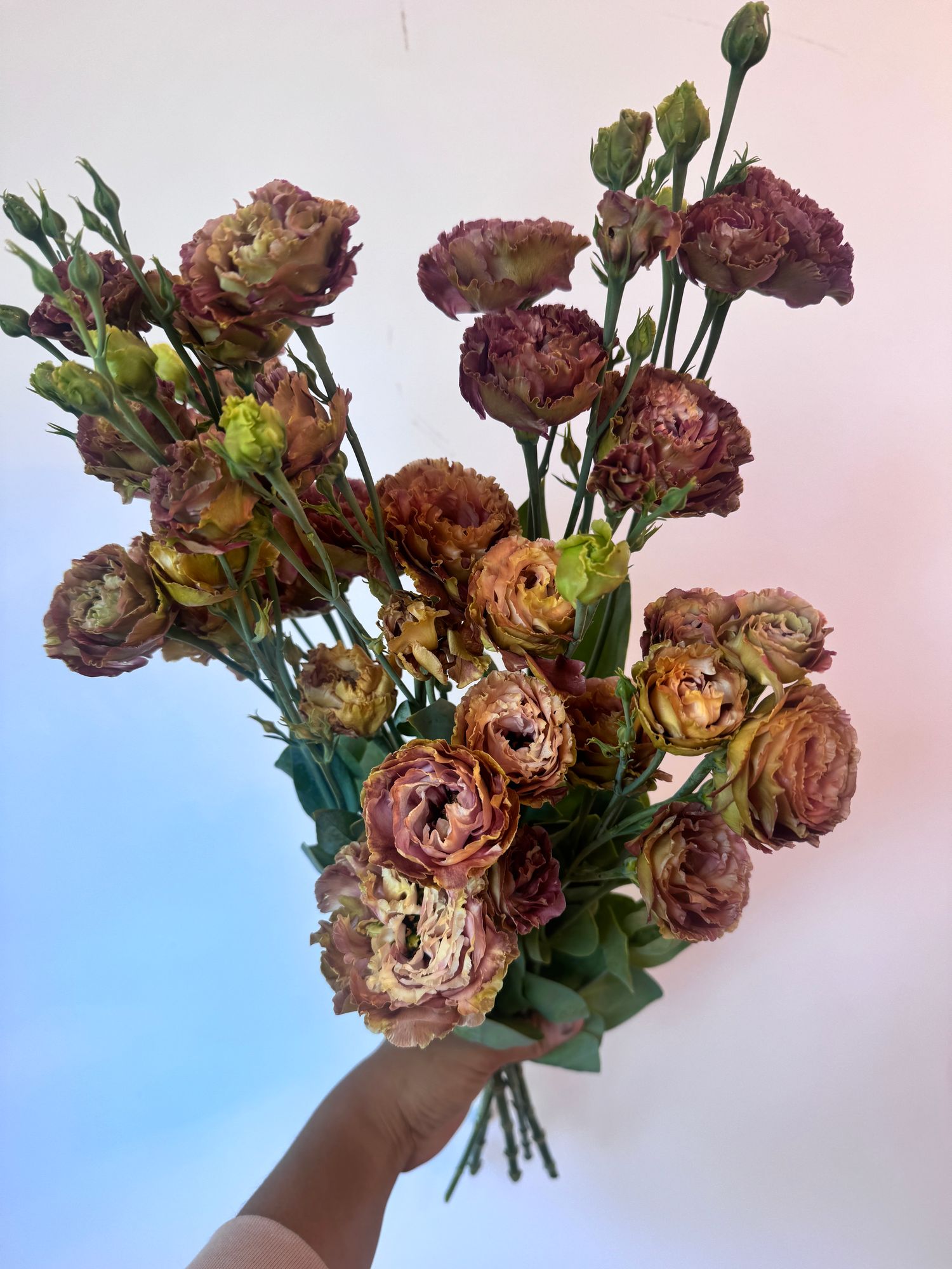 EUSTOMA grandiflorum Rosanne Terracotta