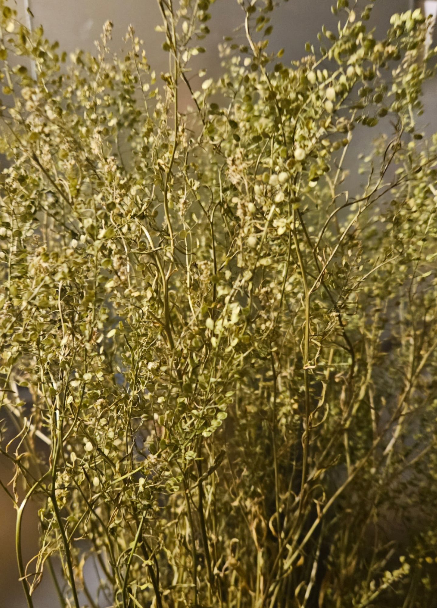 LEPIDIUM spp. Green Dragon
