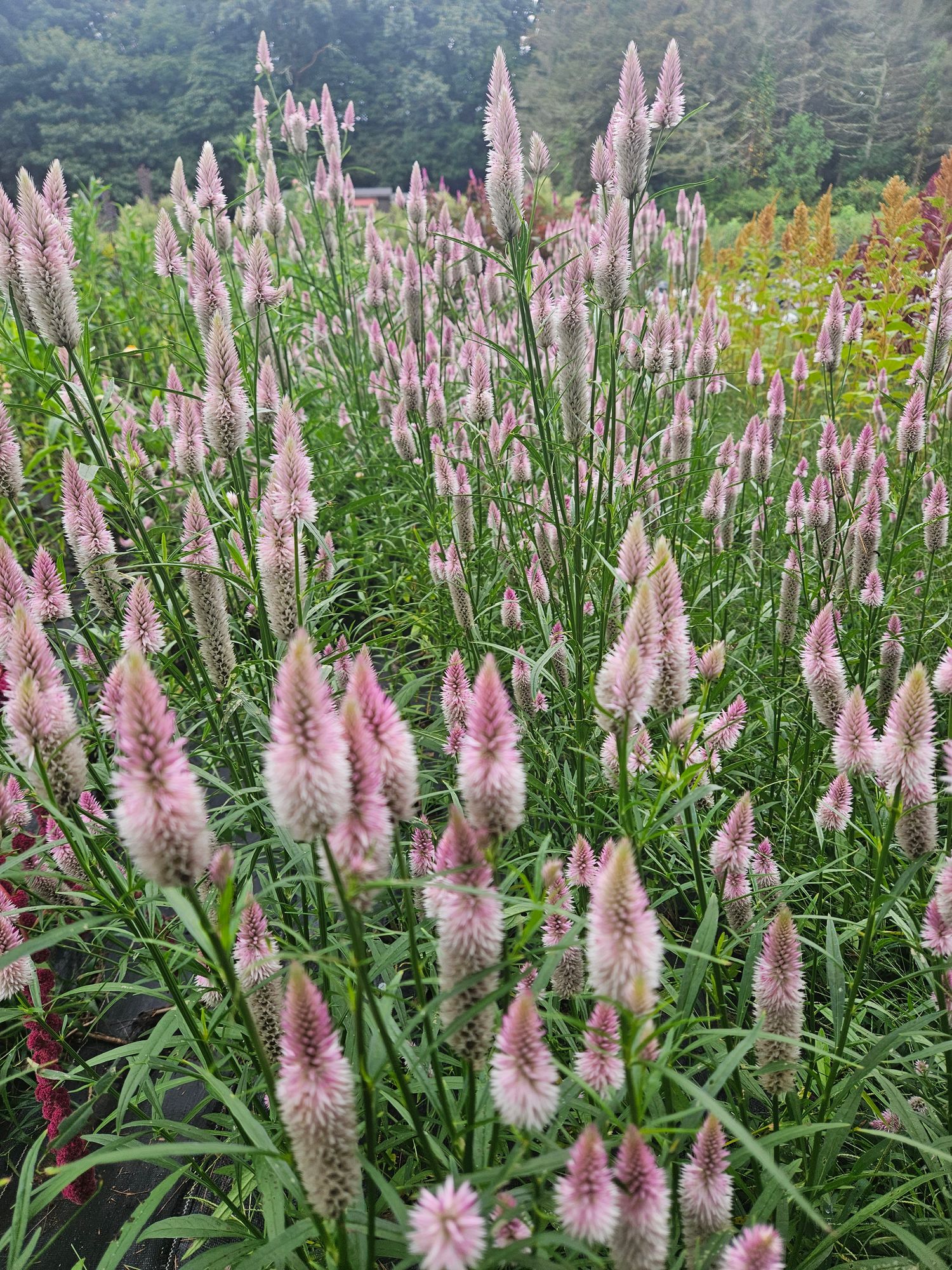 CELOSIA argentea var. plumosa