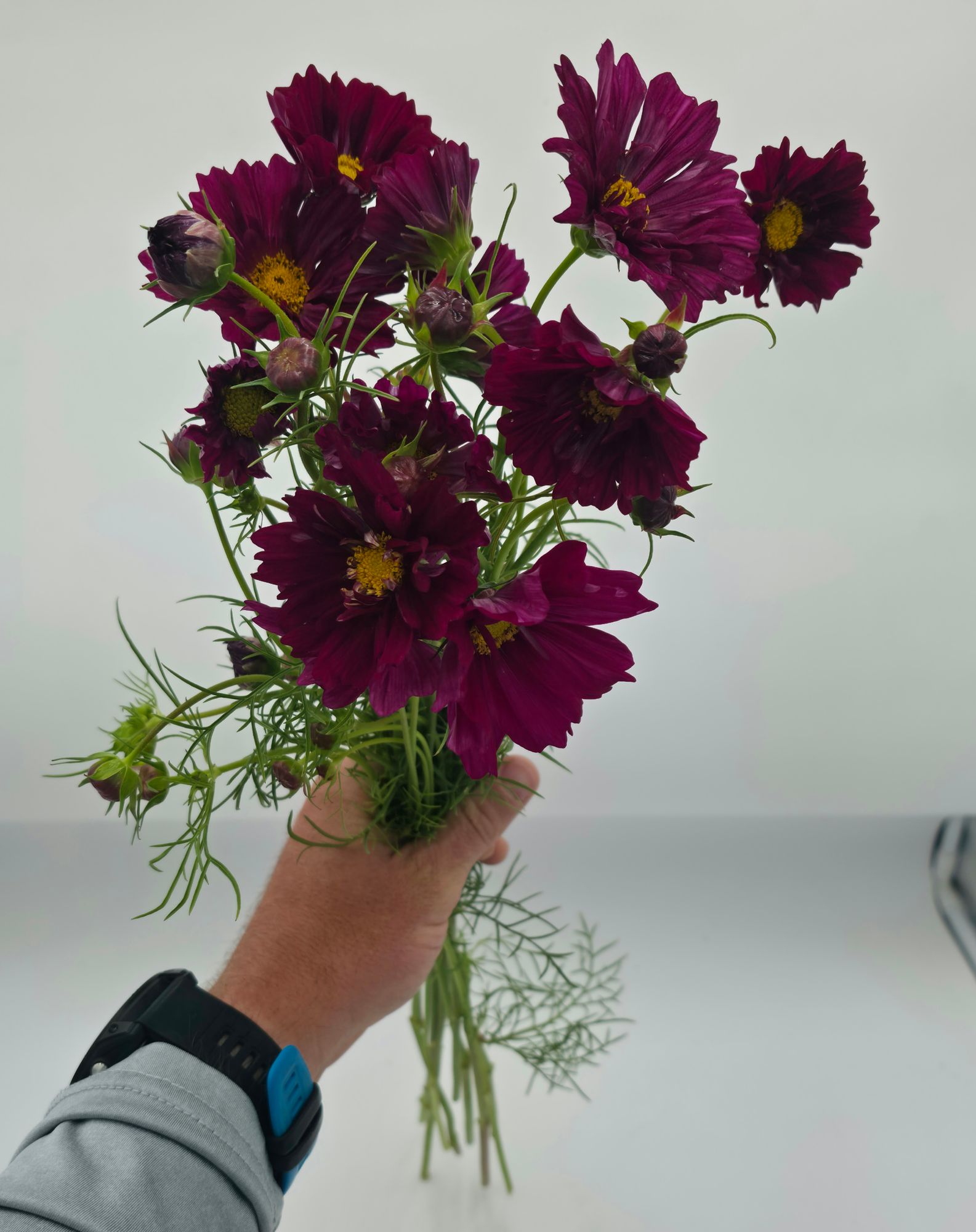 COSMOS bipinnatus Double Click Cranberry