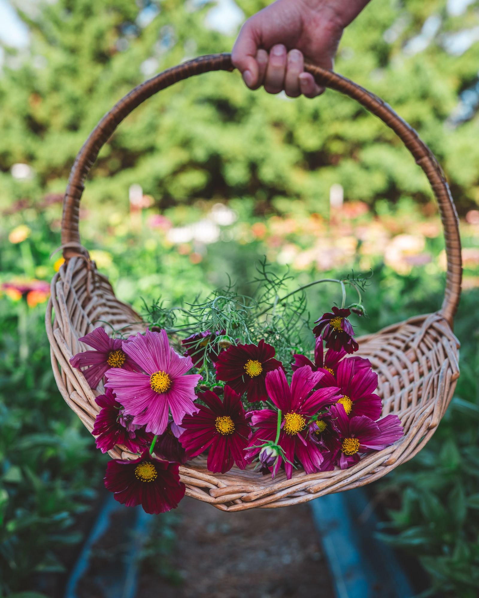 COSMOS bipinnatus Rubenza