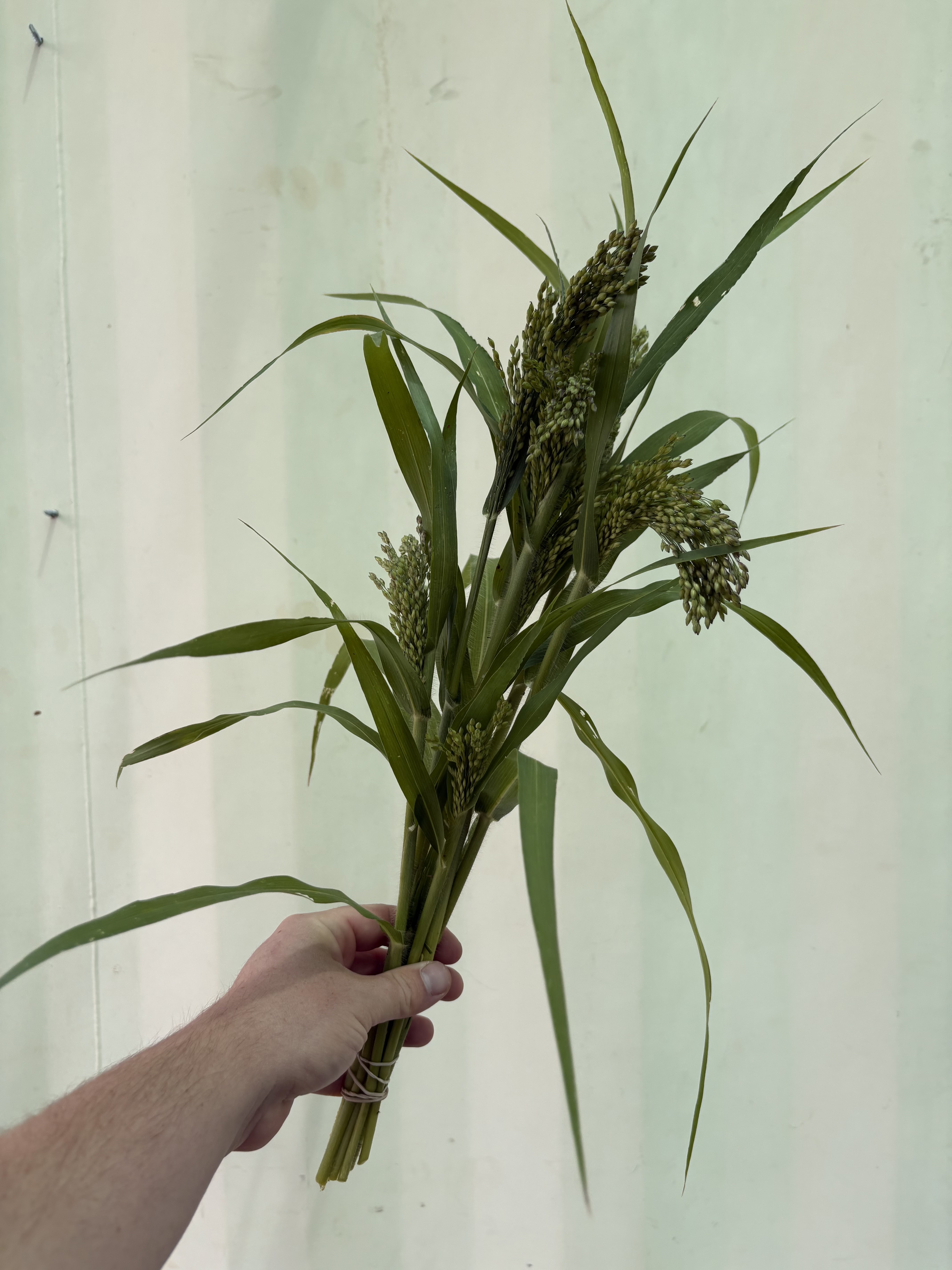 PANICUM violaceum Green Drops