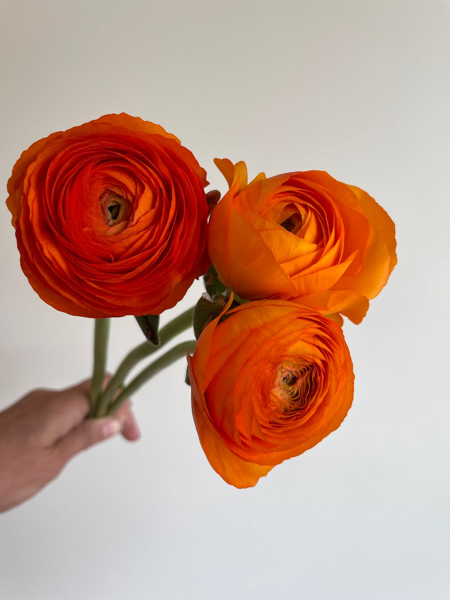 RANUNCULUS Elegance Clementine