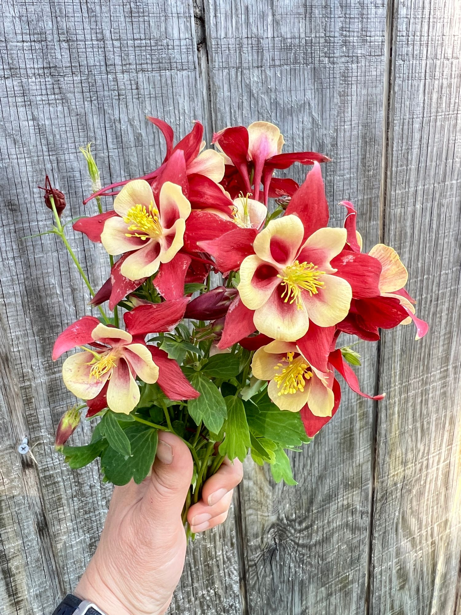 AQUILEGIA canadensis