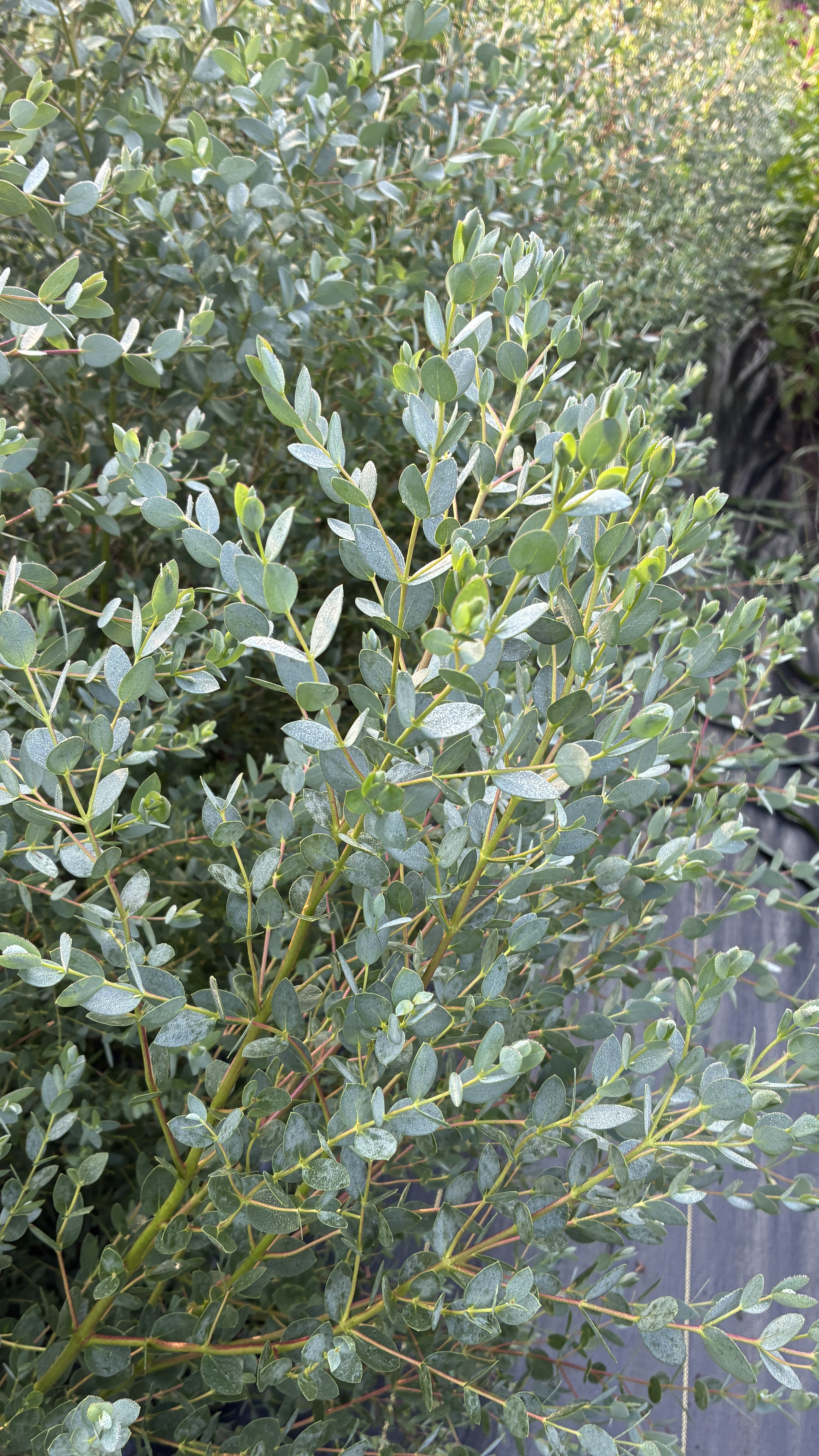 EUCALYPTUS parvula