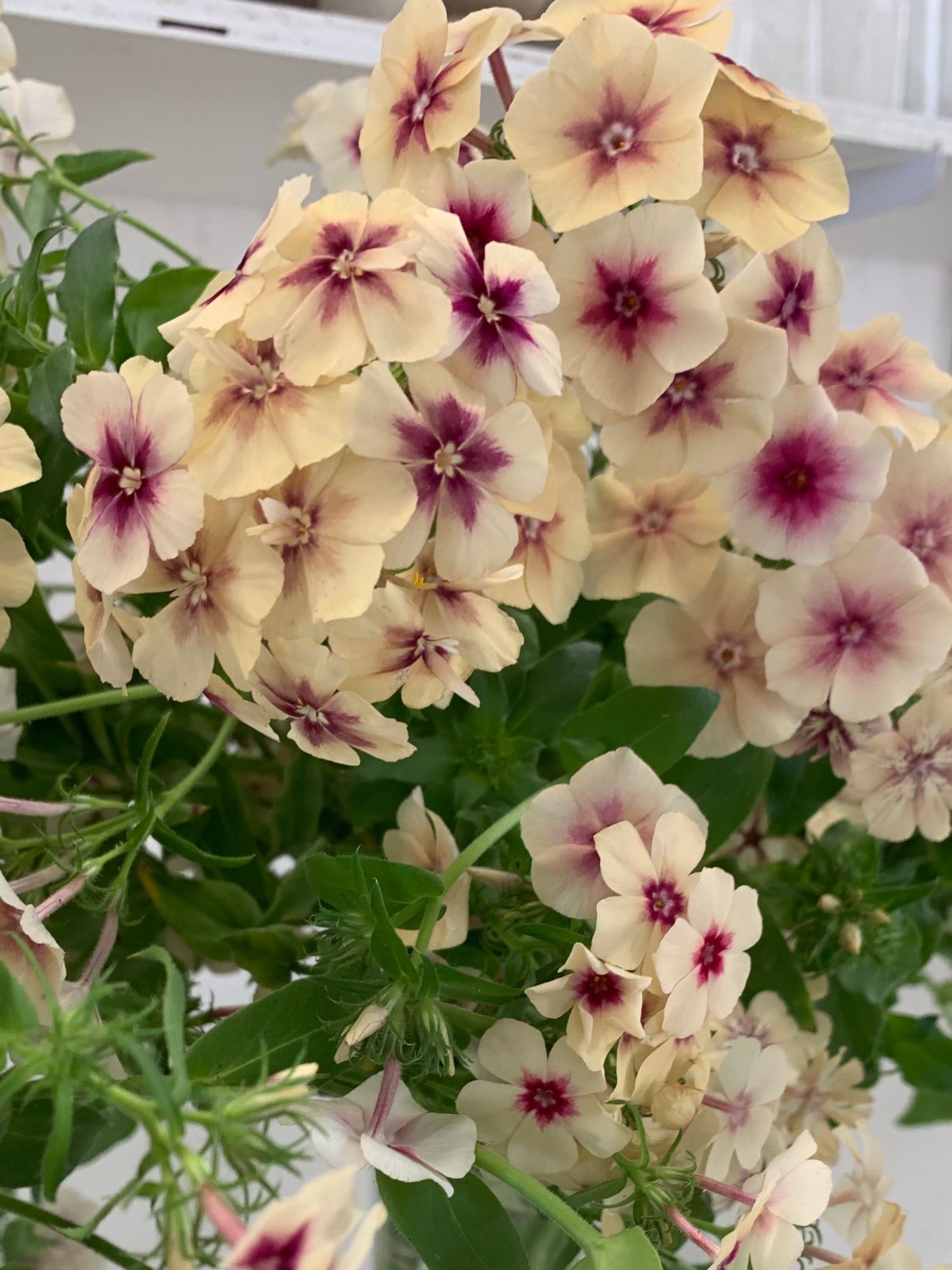 PHLOX drummondii Cherry Caramel
