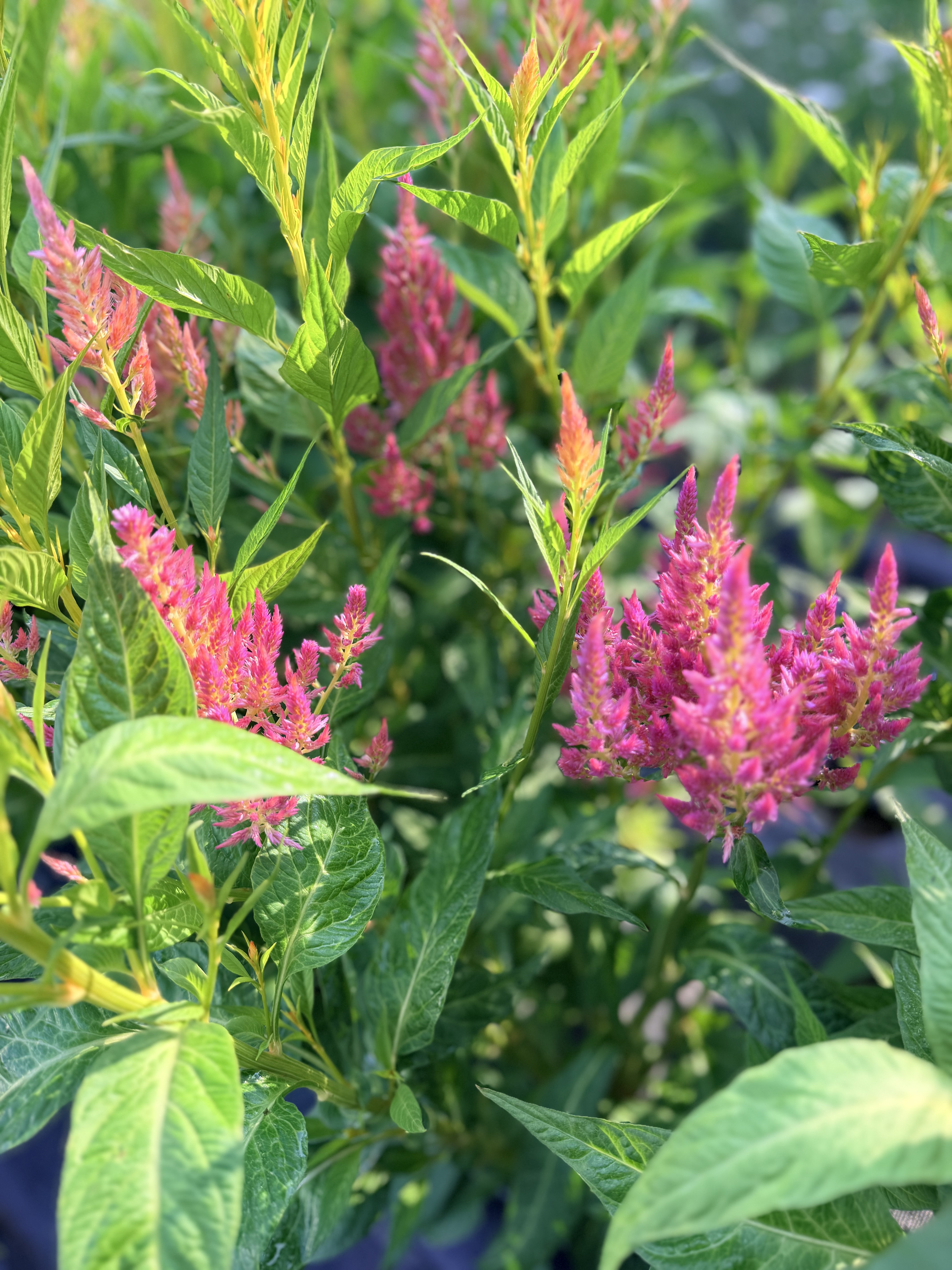 CELOSIA argentea var. cristata Pink Champagne