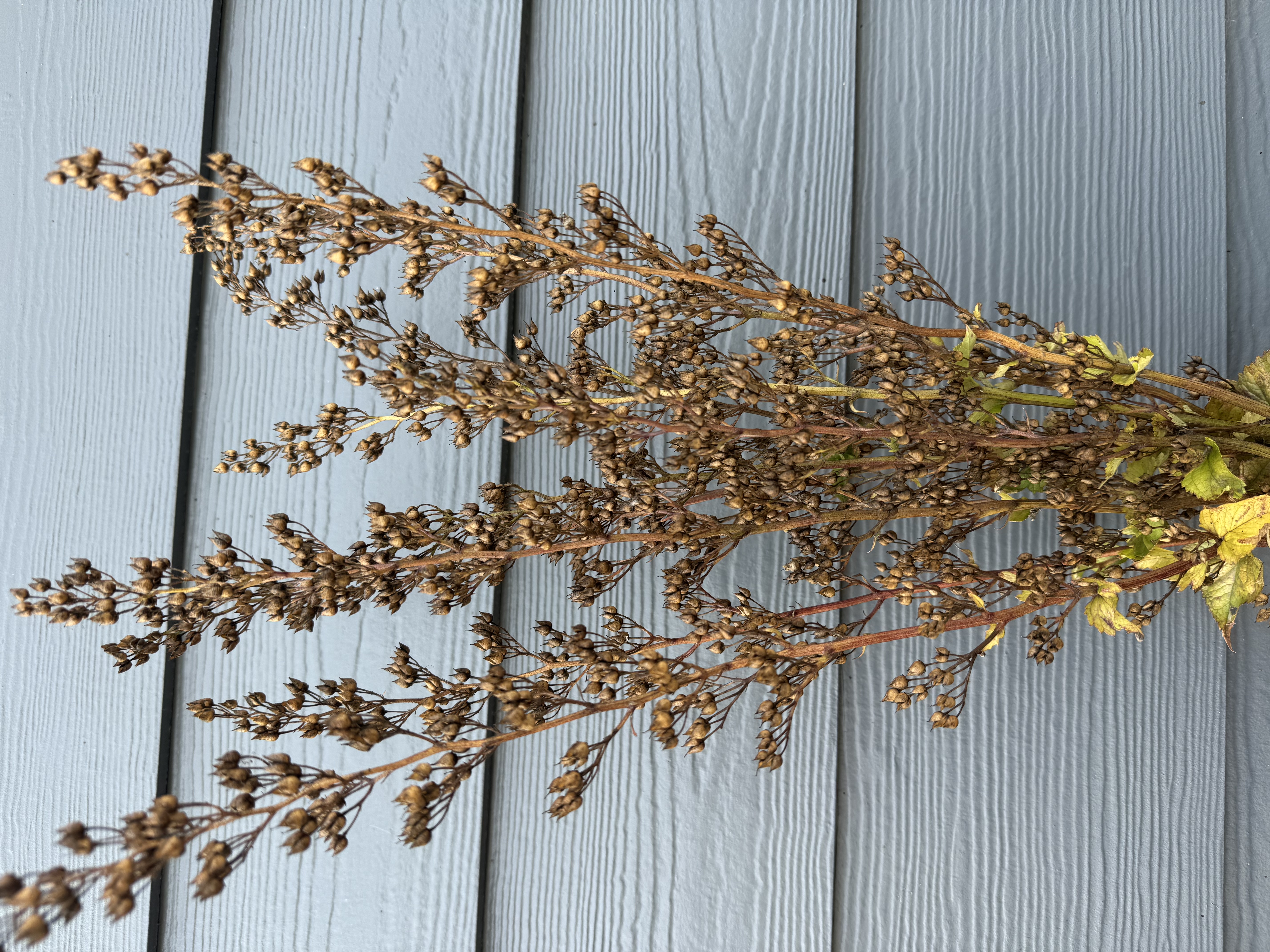 SCROPHULARIA nodosa