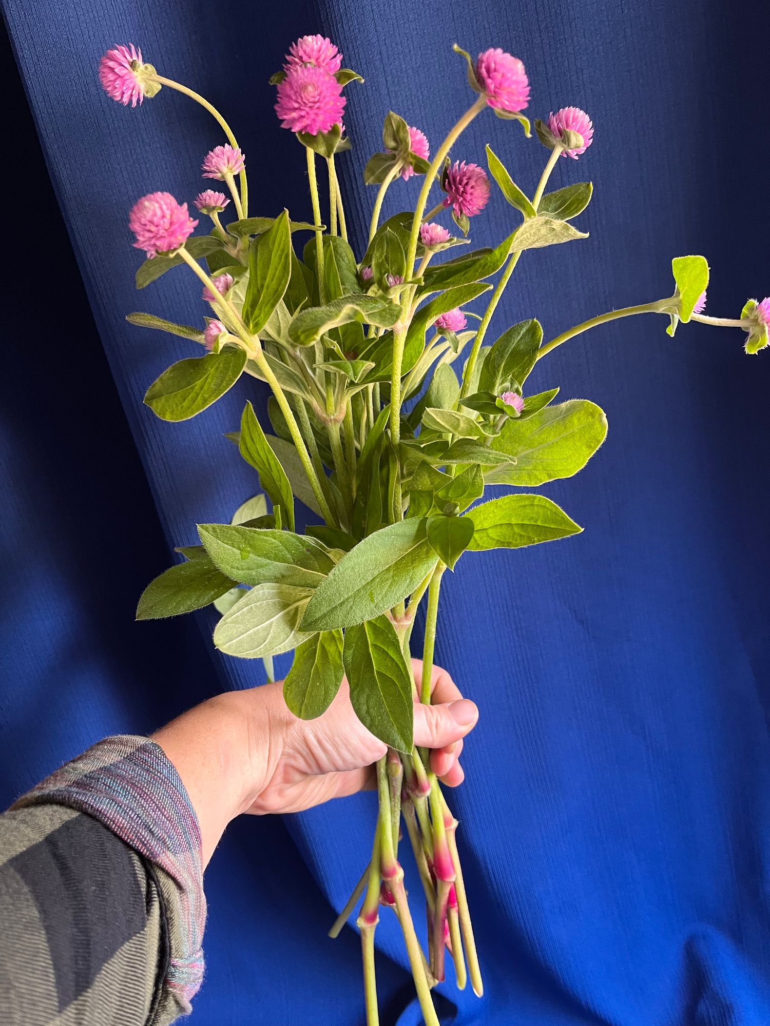 GOMPHRENA globosa