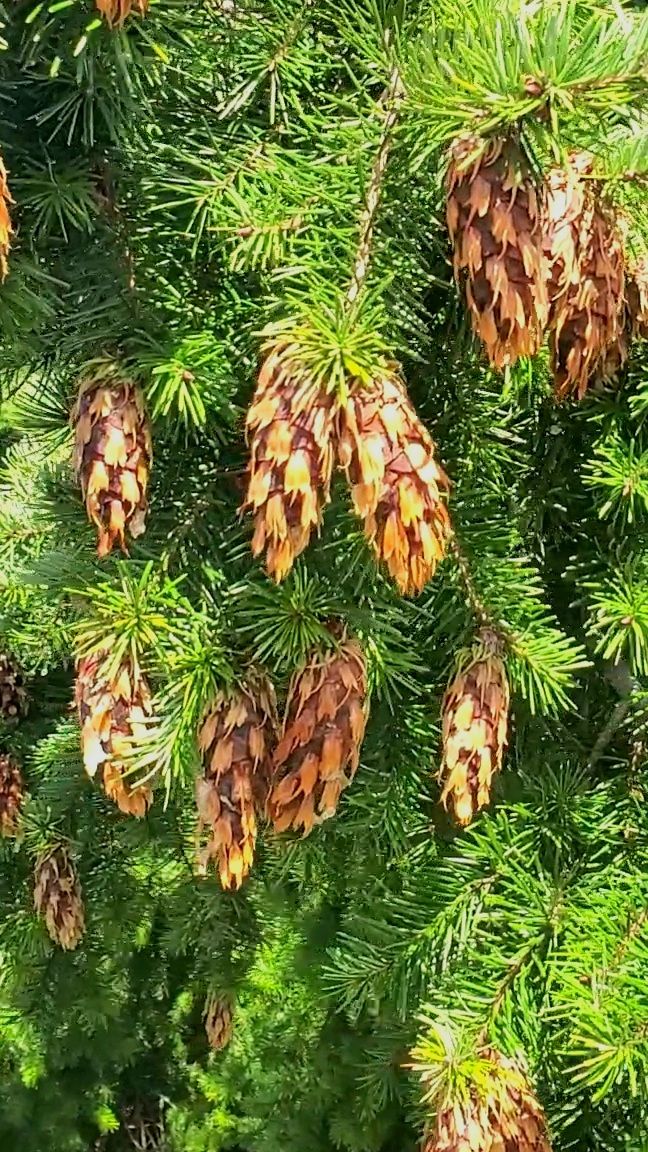 PSEUDOTSUGA menziesii