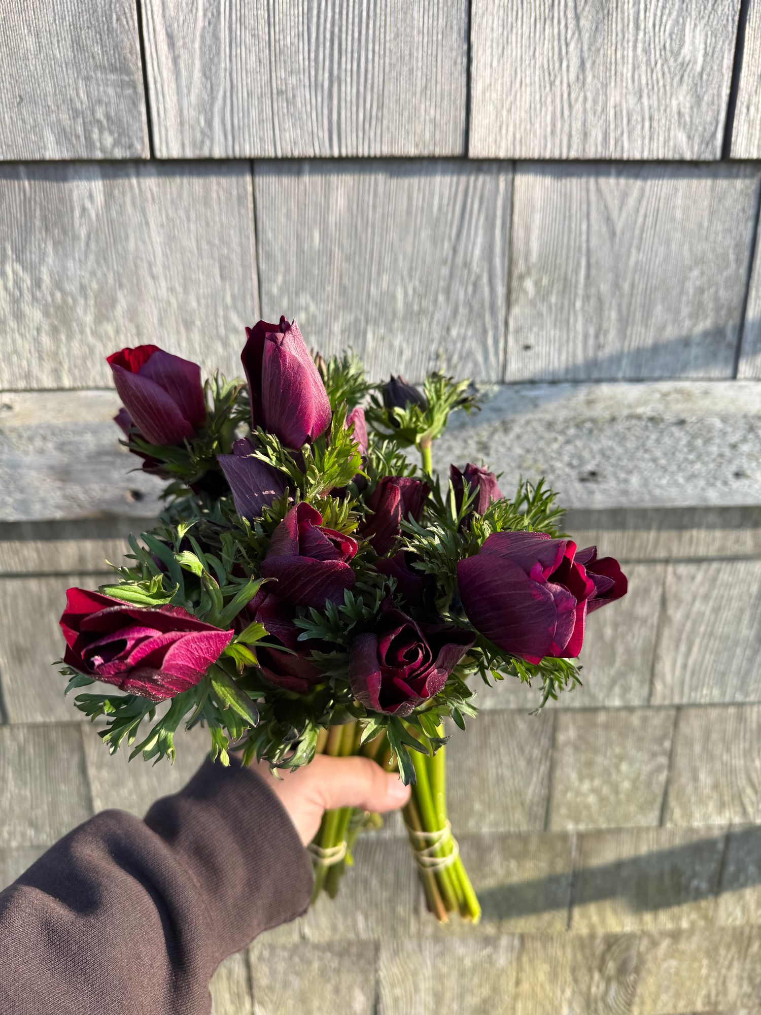 ANEMONE coronaria Mistral Bordeaux