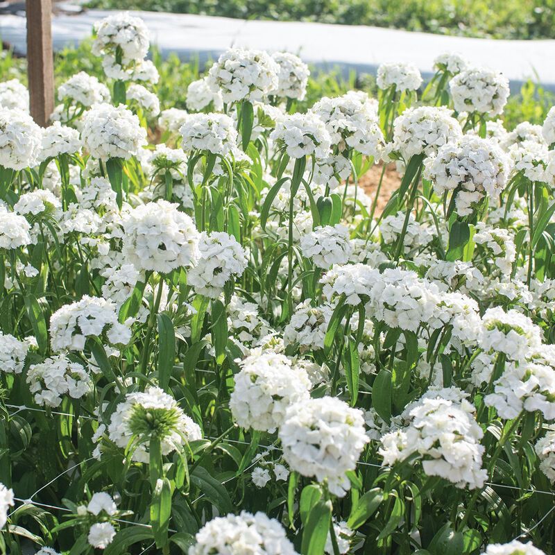 DIANTHUS barbatus Sweet White